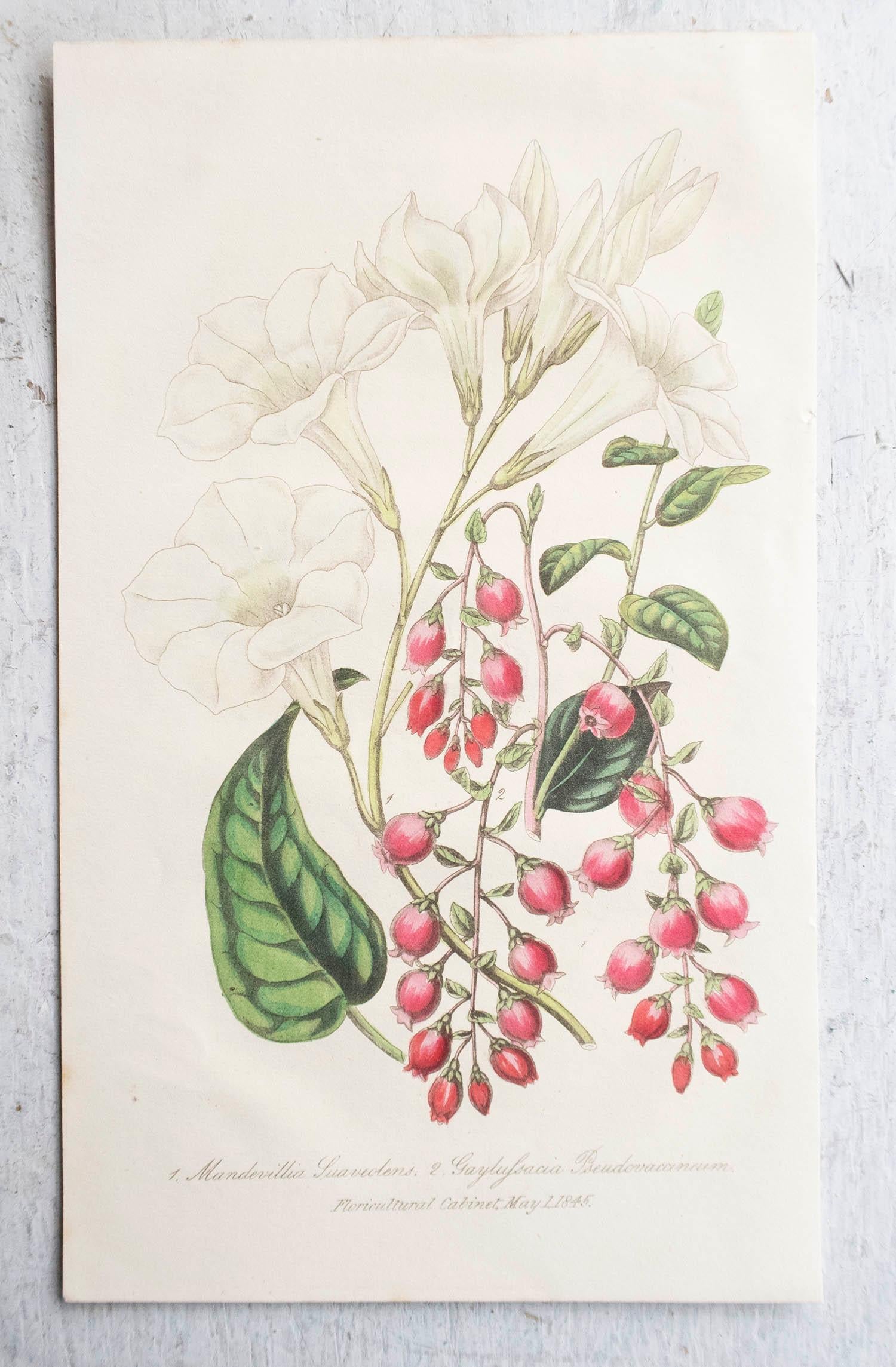 Conjunto de 12 grabados botánicos antiguos originales, circa 1840 en venta 1
