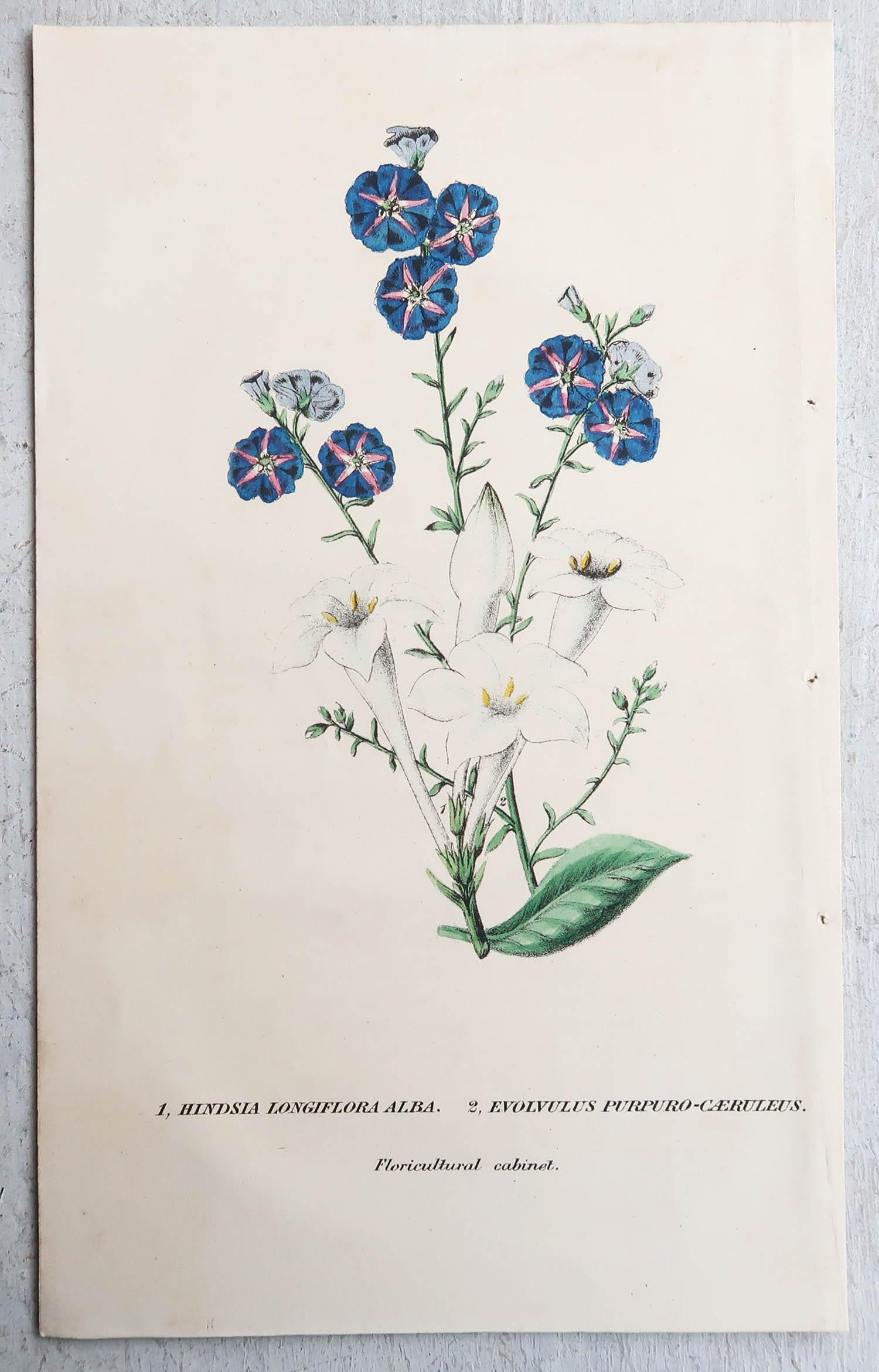 Set of 12 Original Antique Botanical Prints, circa 1840 1