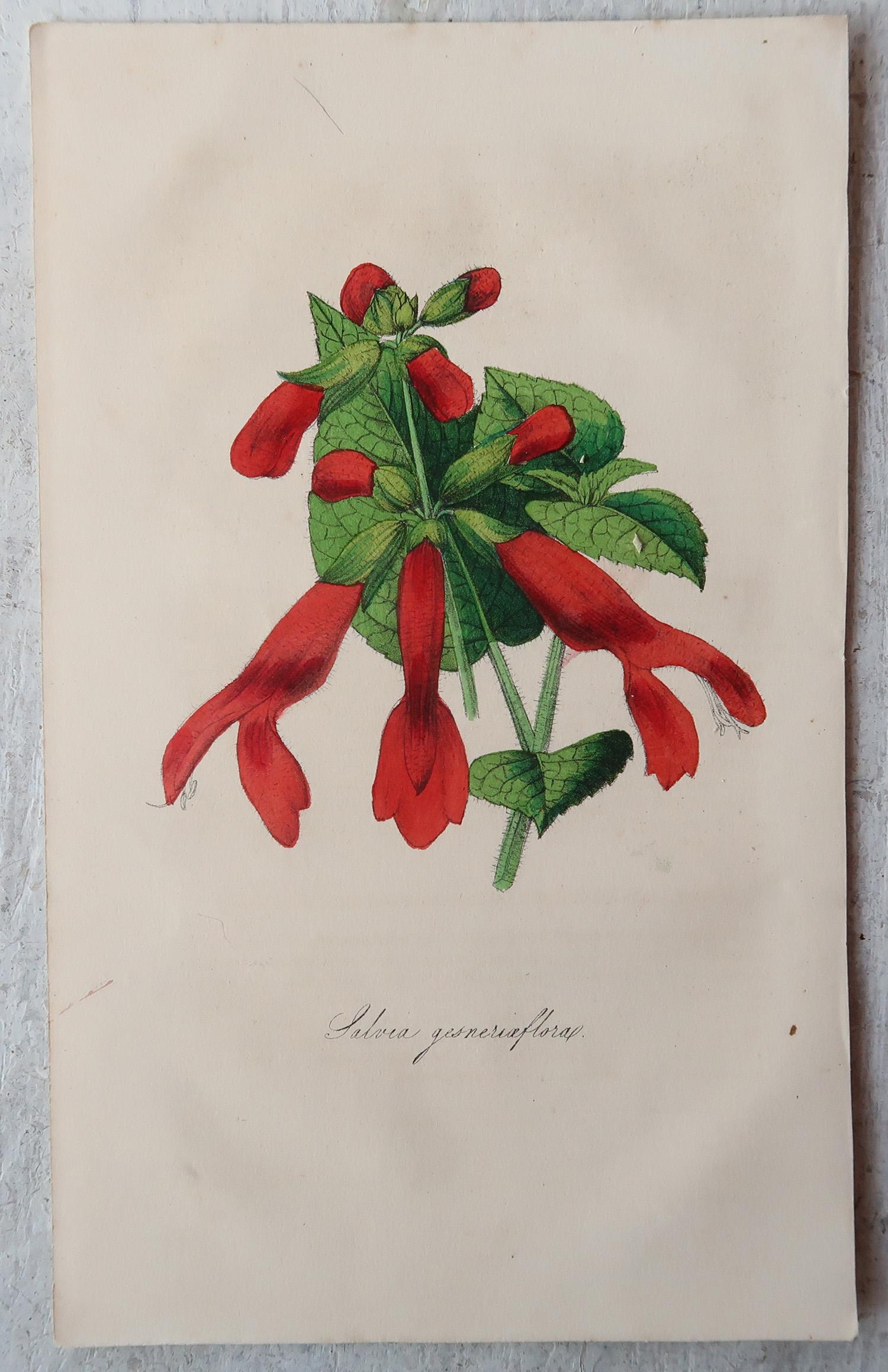 Set of 12 Original Antique Botanical Prints, circa 1840 1