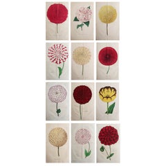 Set of 12 Original Antique Botanical Prints, circa 1840