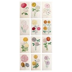Set of 12 Original Antique Botanical Prints, circa 1840