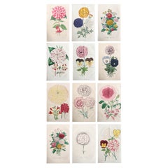 Set of 12 Original Antique Botanical Prints, circa 1840