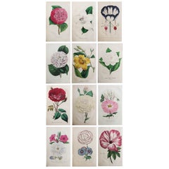 Set of 12 Original Antique Botanical Prints, circa 1840