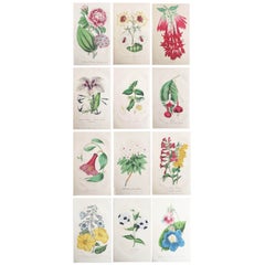Set of 12 Original Antique Botanical Prints, circa 1840