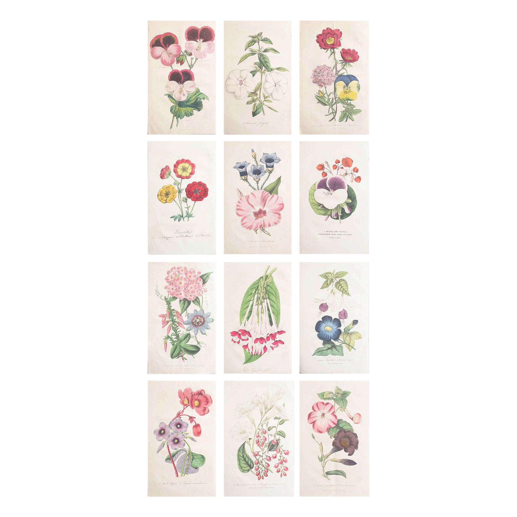 Set of 12 Original Antique Botanical Prints, circa 1840