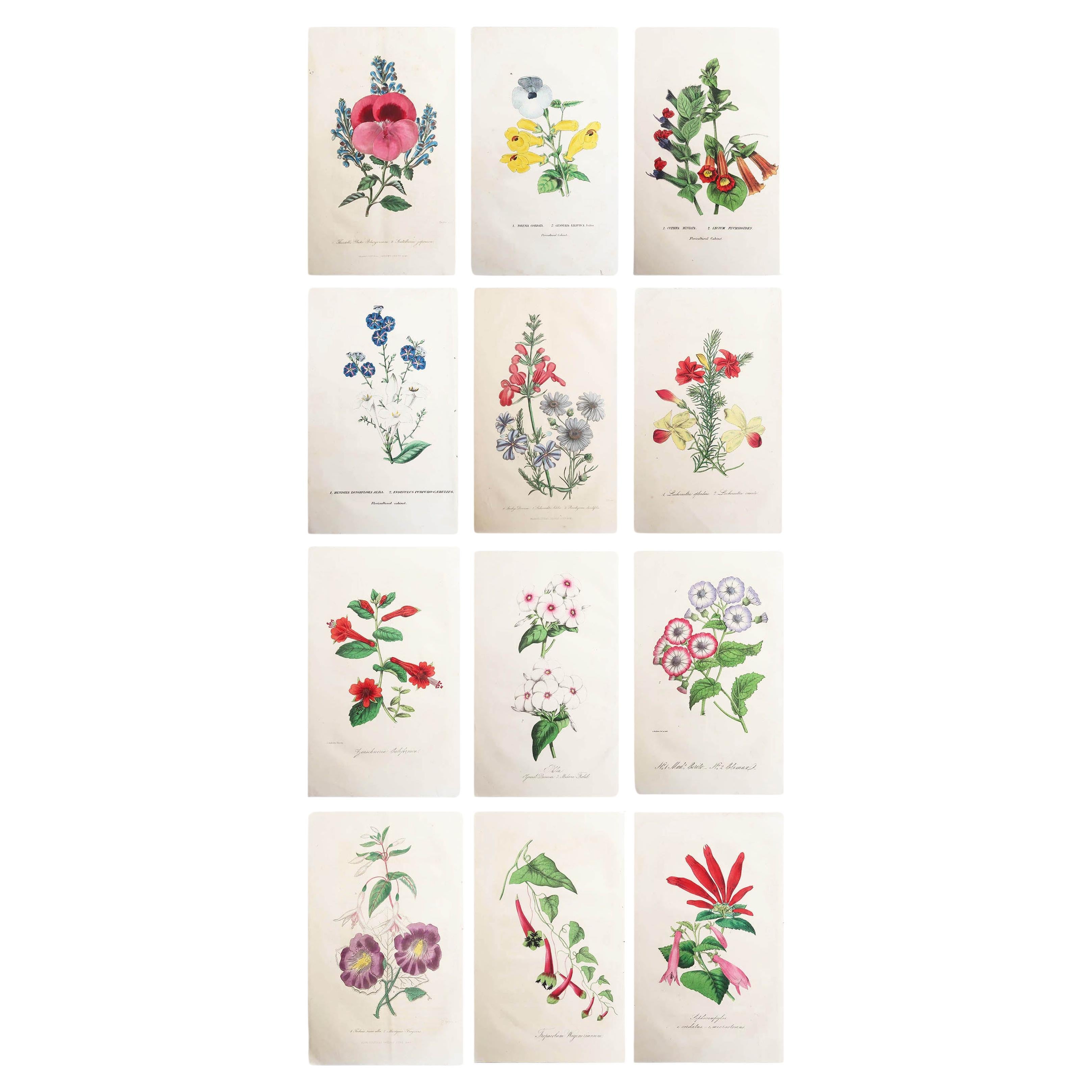 Set of 12 Original Antique Botanical Prints, circa 1840