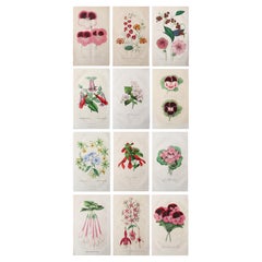 Set von 12 originalen antiken botanischen Drucken, um 1840