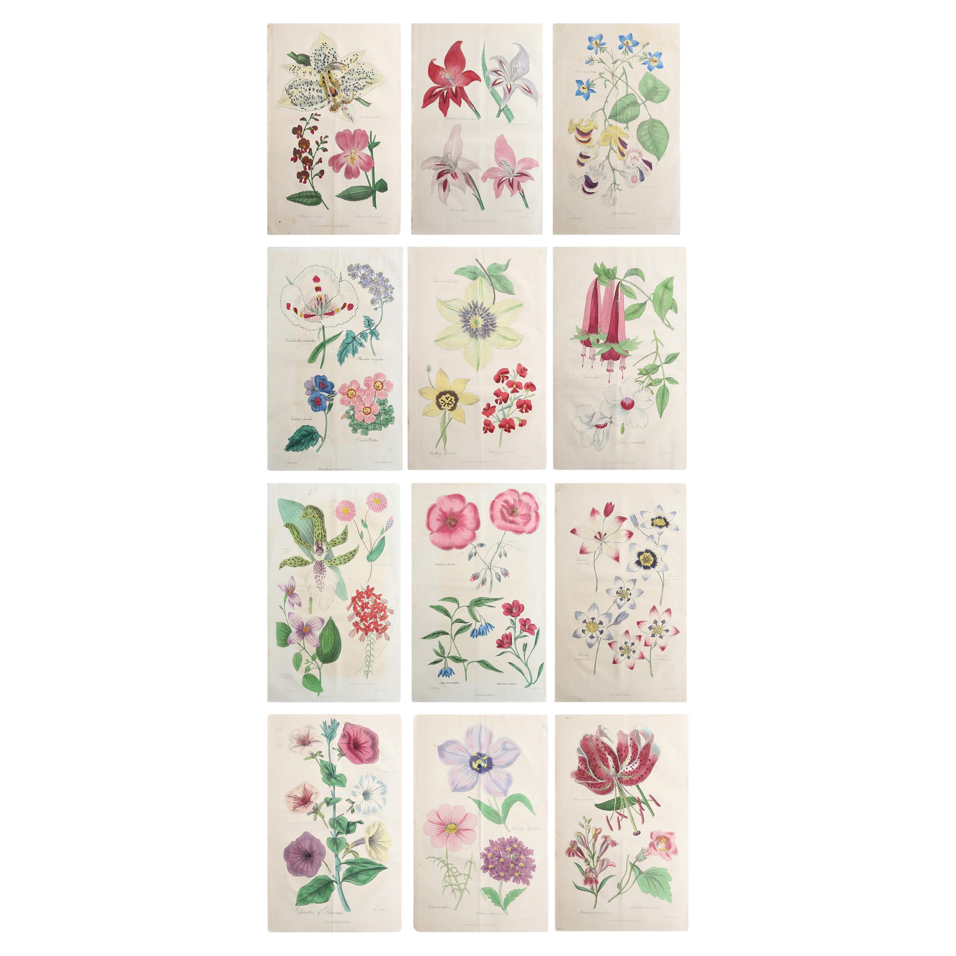 Set of 12 Original Antique Botanical Prints, circa 1840