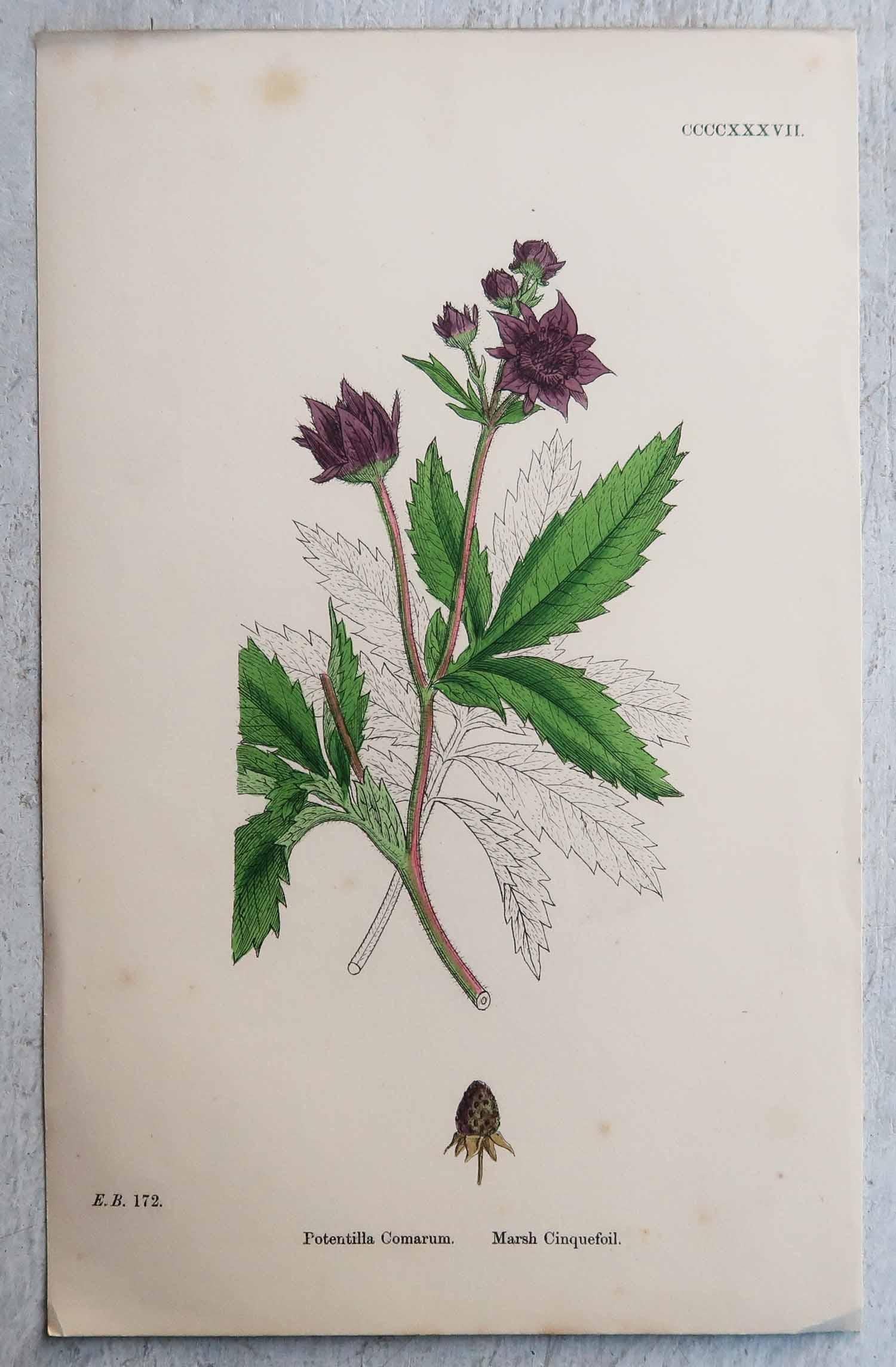 Ensemble de 12 estampes botaniques originales et anciennes, vers 1850 en vente 2