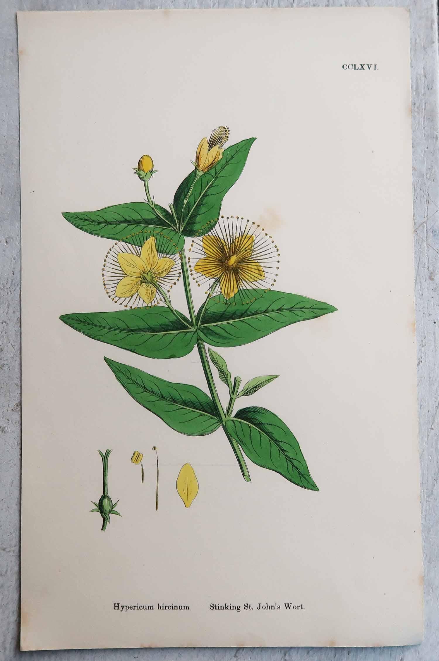 Ensemble de 12 estampes botaniques originales et anciennes, vers 1850 en vente 3