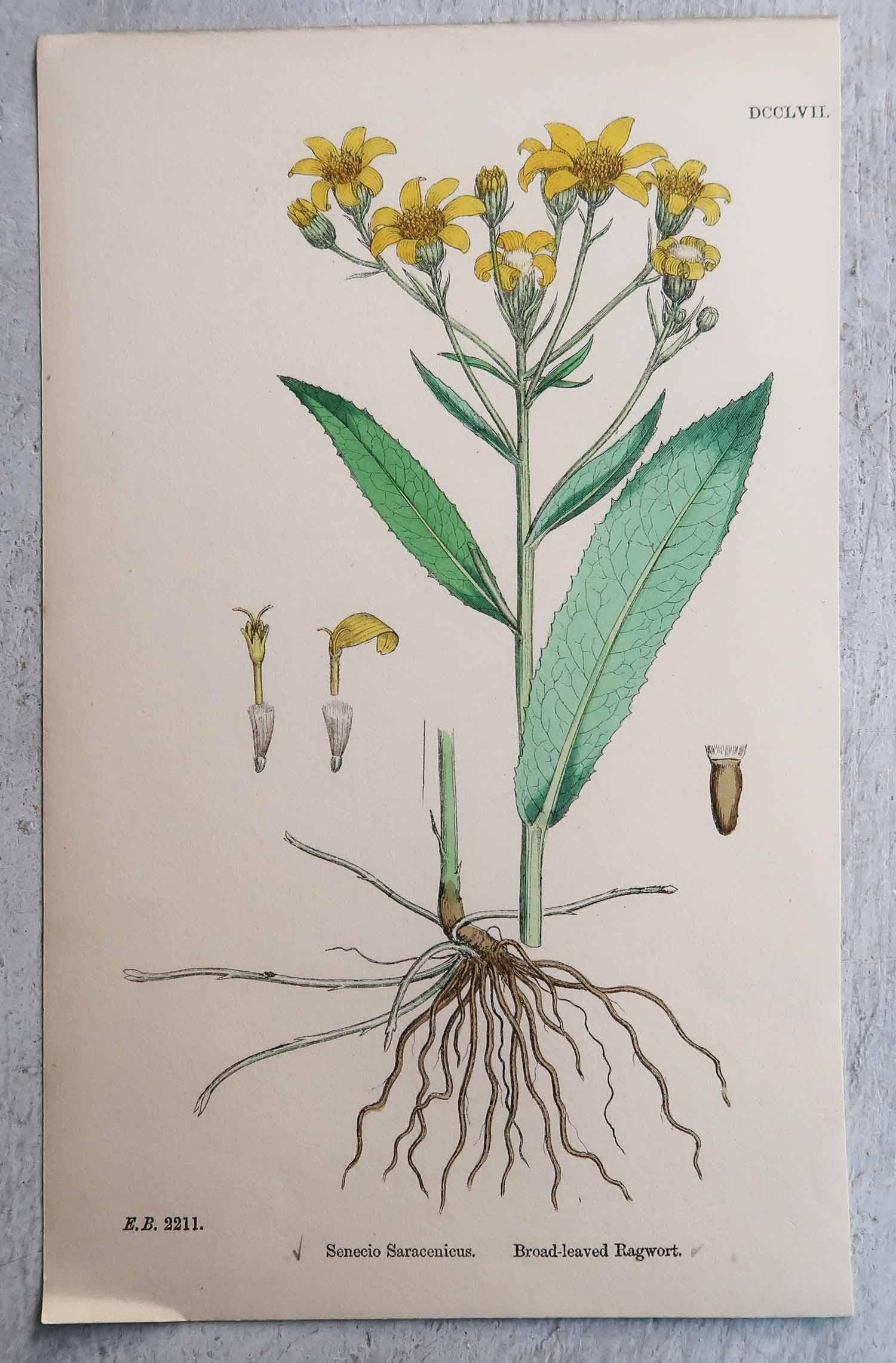 Ensemble de 12 estampes botaniques originales et anciennes, vers 1850 en vente 4