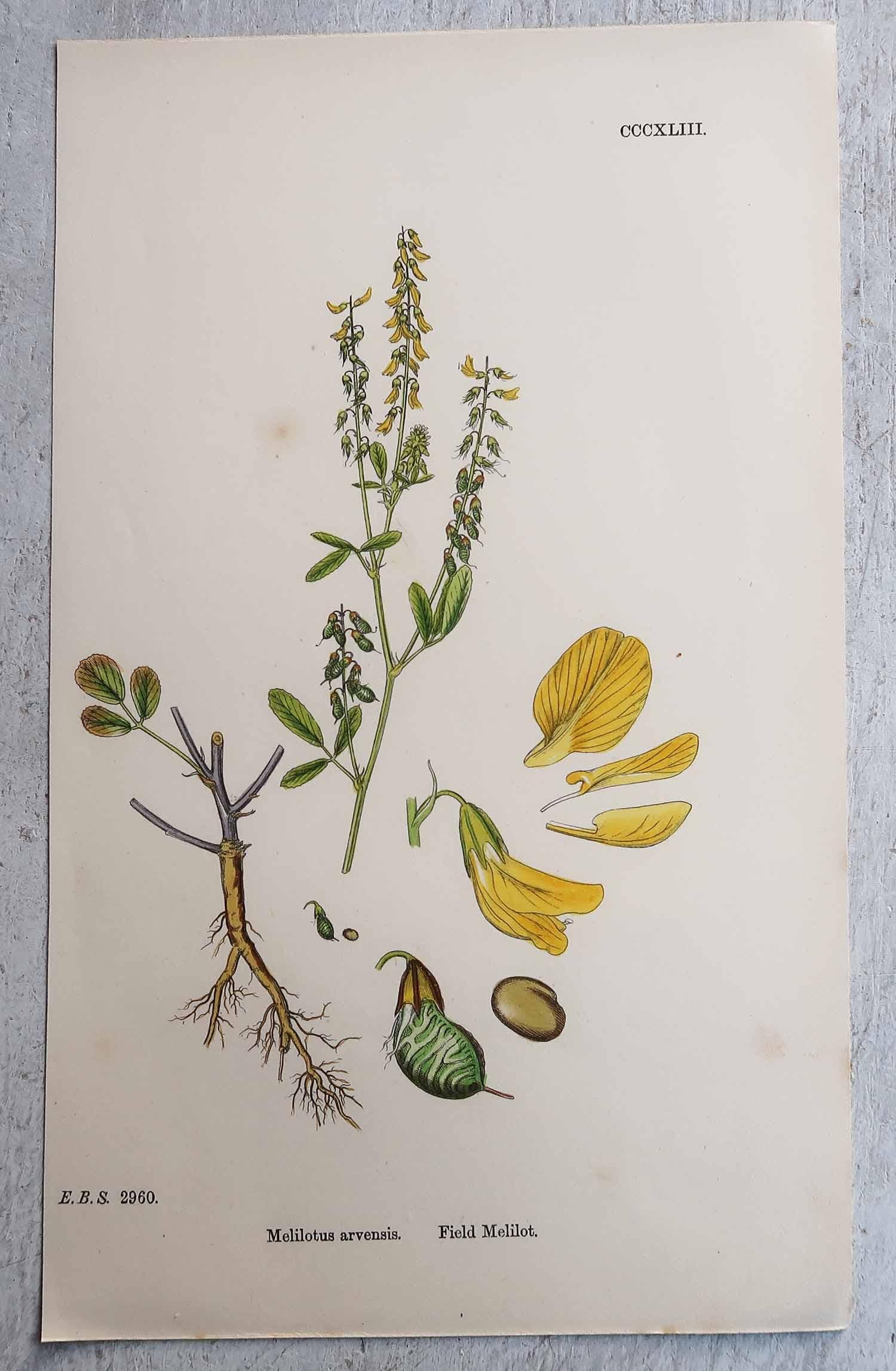 Ensemble de 12 estampes botaniques originales et anciennes, vers 1850 en vente 5