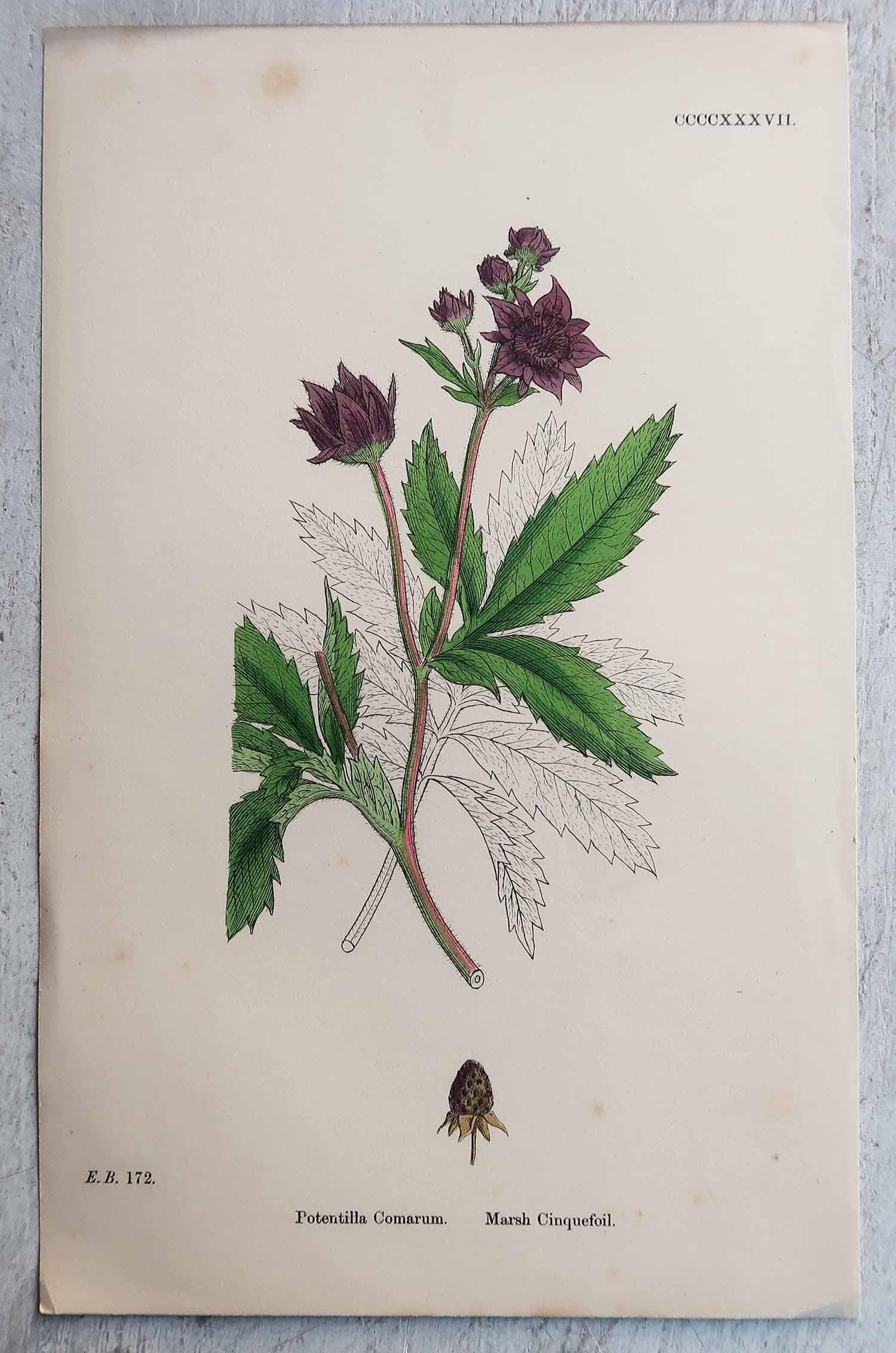 Merveilleux ensemble de 12 estampes botaniques

Lithographies d'après les dessins botaniques originaux de Hooker.

Couleur originale

Publié, vers 1850

Sans cadre.

La mesure donnée est pour une impression.

Expédition gratuite 
