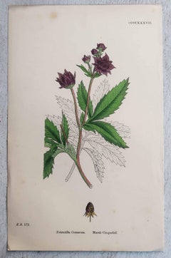 Set of 12 Original Antique Botanical Prints, circa 1850
