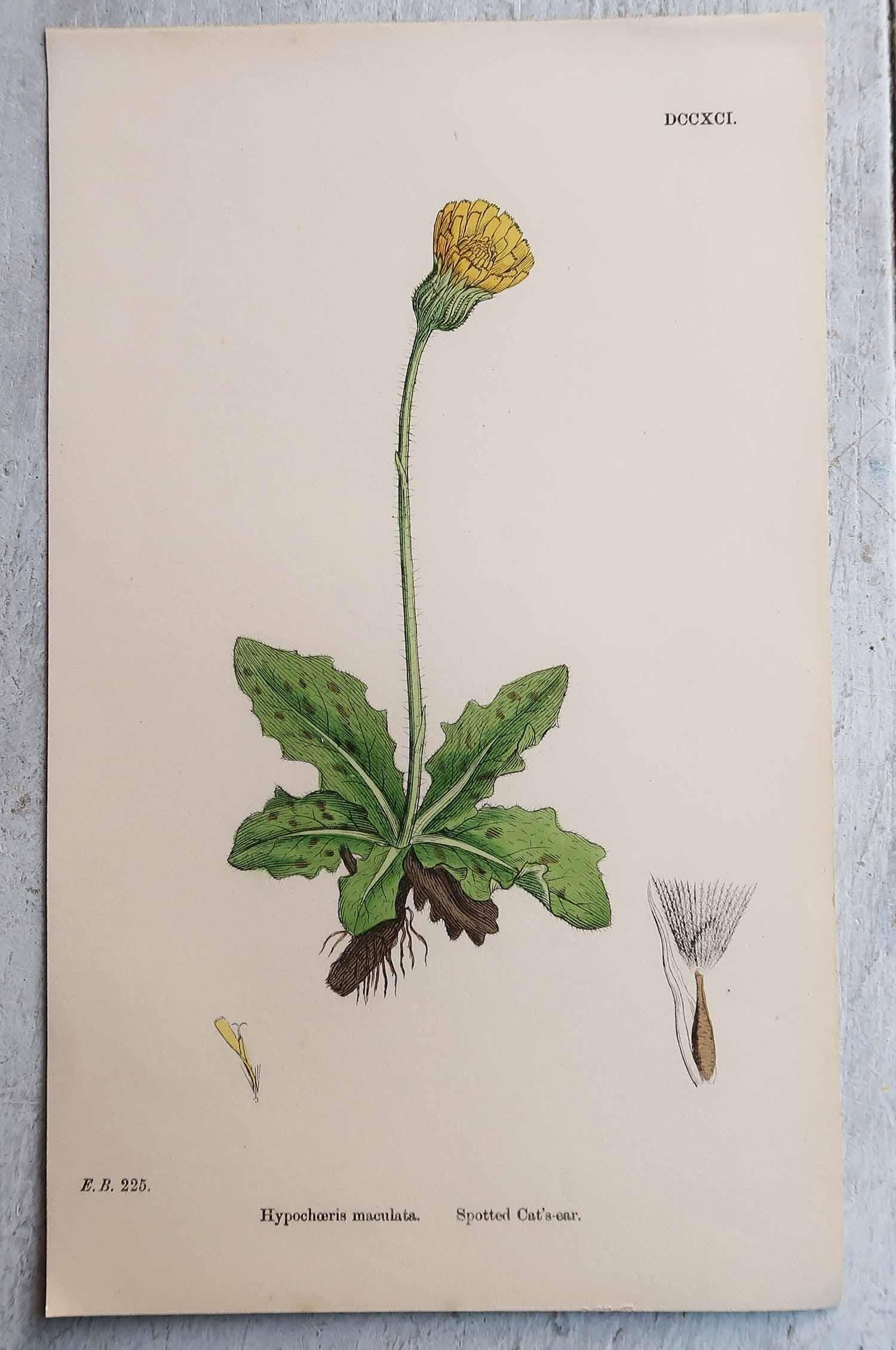 Début de l'époque victorienne Ensemble de 12 estampes botaniques originales et anciennes, vers 1850 en vente