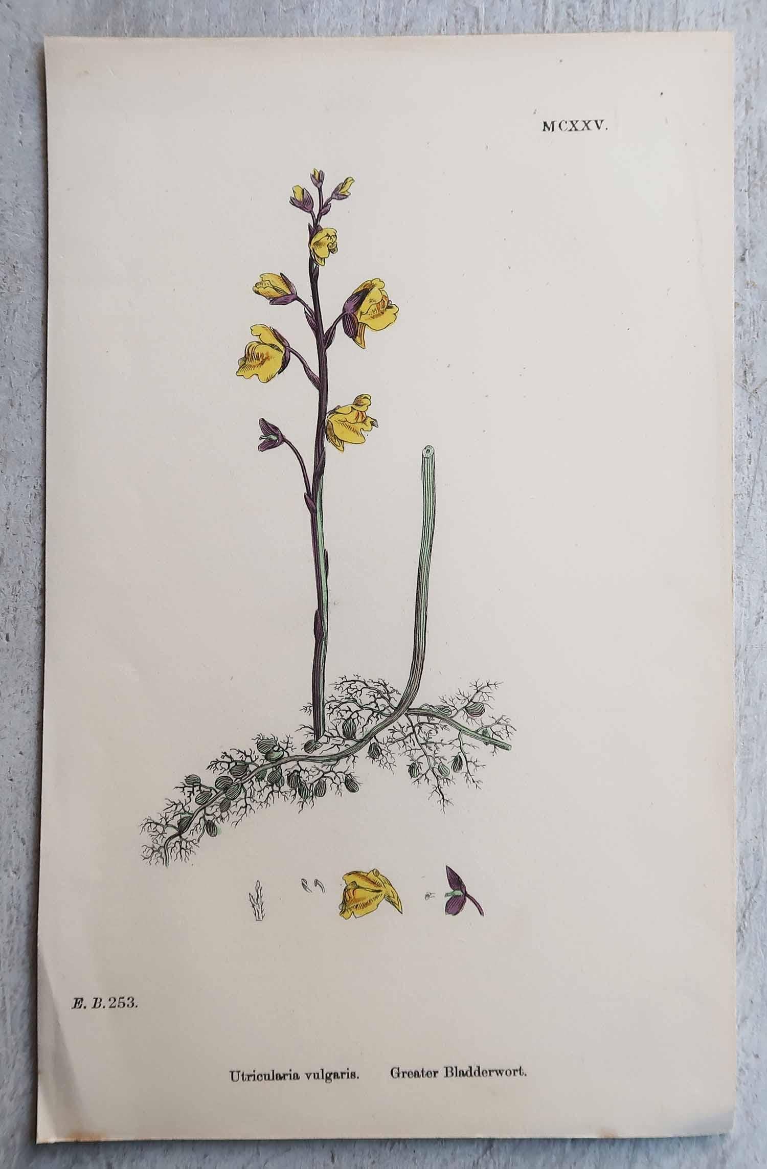 Anglais Ensemble de 12 estampes botaniques originales et anciennes, vers 1850 en vente