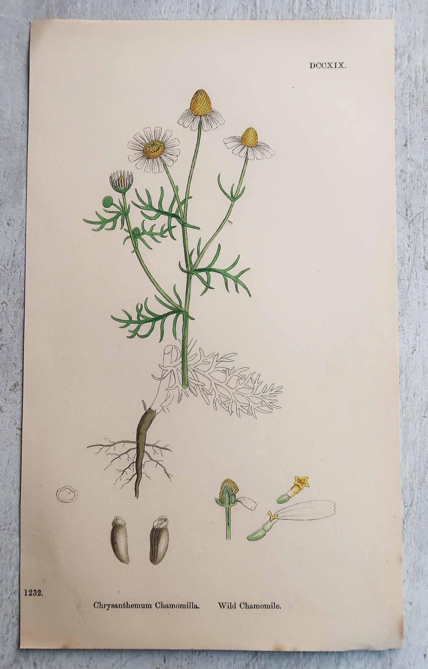 Autre Ensemble de 12 estampes botaniques originales et anciennes, vers 1850 en vente