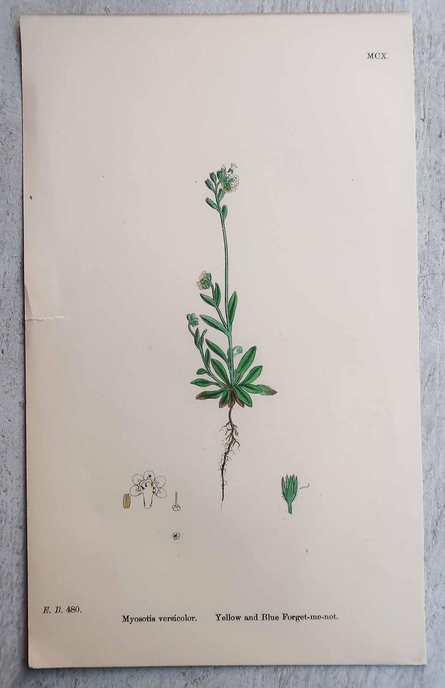 Ensemble de 12 estampes botaniques originales et anciennes, vers 1850 Bon état - En vente à St Annes, Lancashire