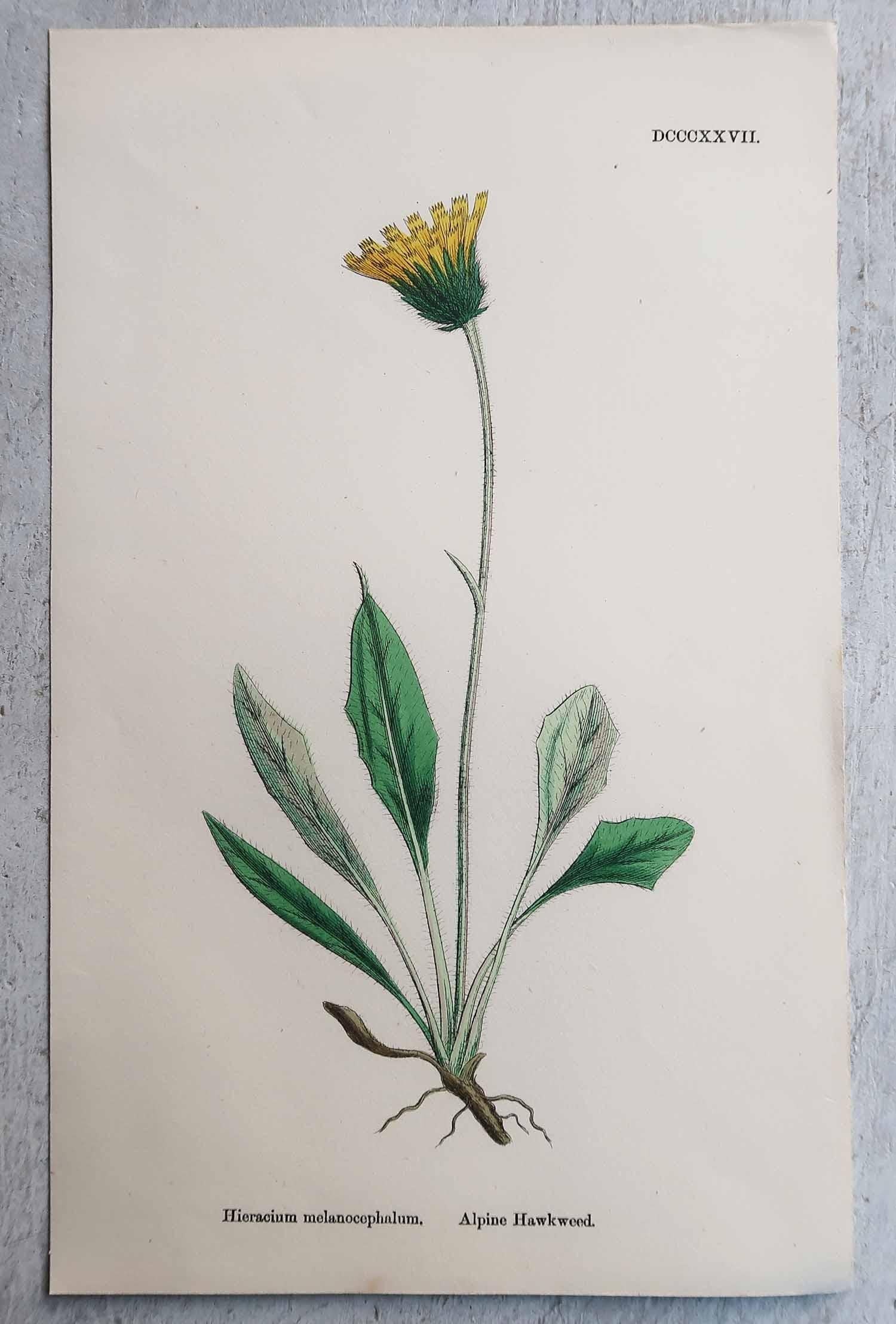 Milieu du XIXe siècle Ensemble de 12 estampes botaniques originales et anciennes, vers 1850 en vente