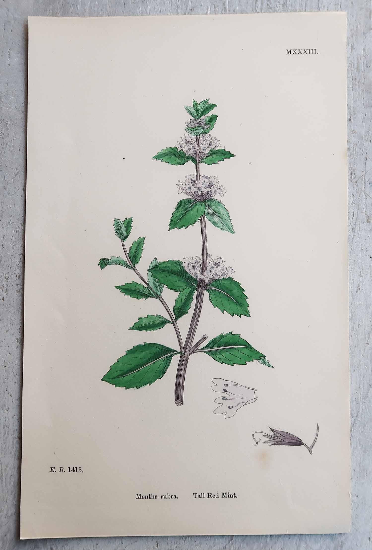 Papier Ensemble de 12 estampes botaniques originales et anciennes, vers 1850 en vente