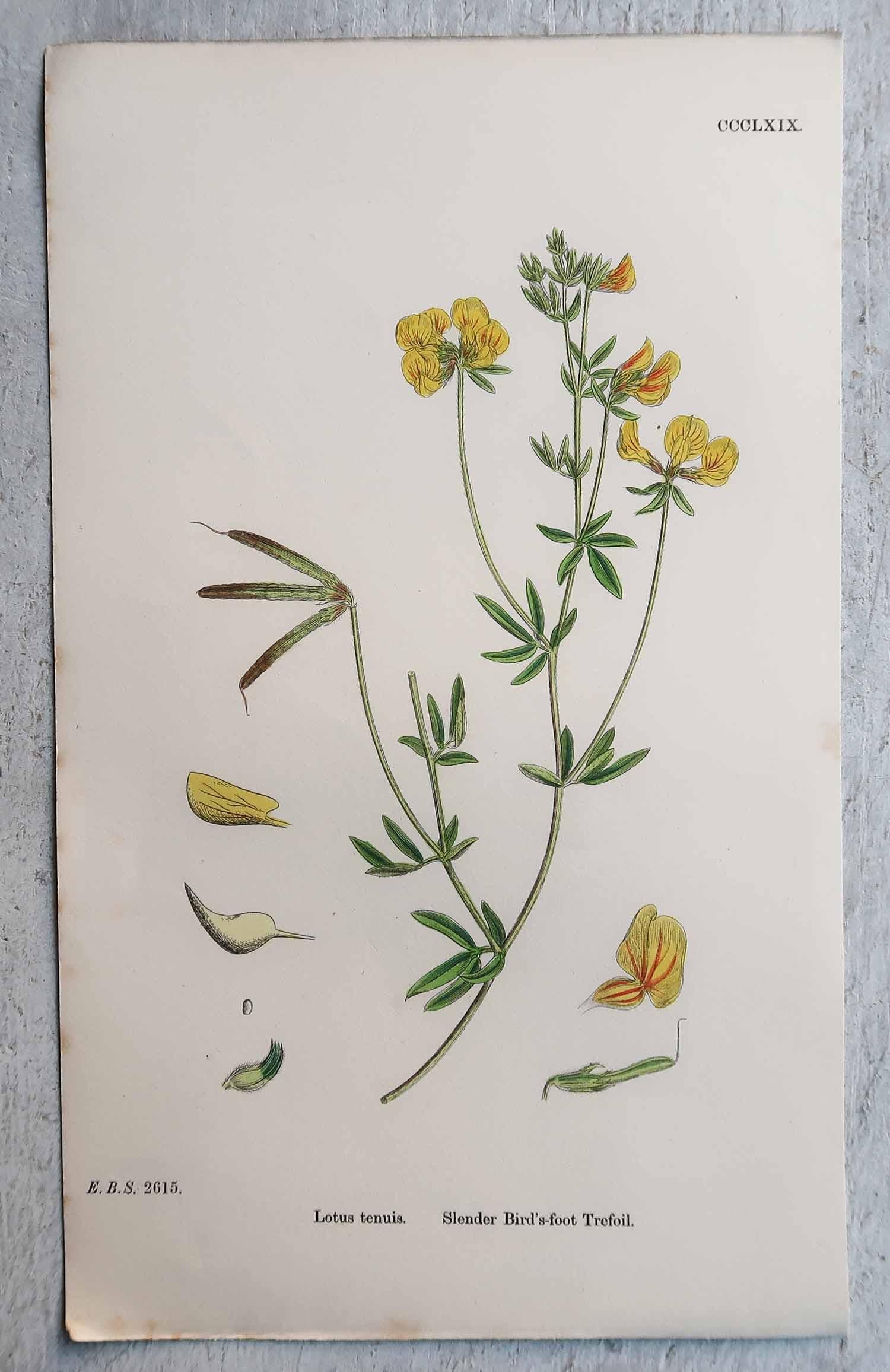 Ensemble de 12 estampes botaniques originales et anciennes, vers 1850 en vente 1