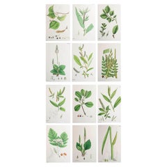 Set of 12 Original Antique Botanical Prints, circa 1850