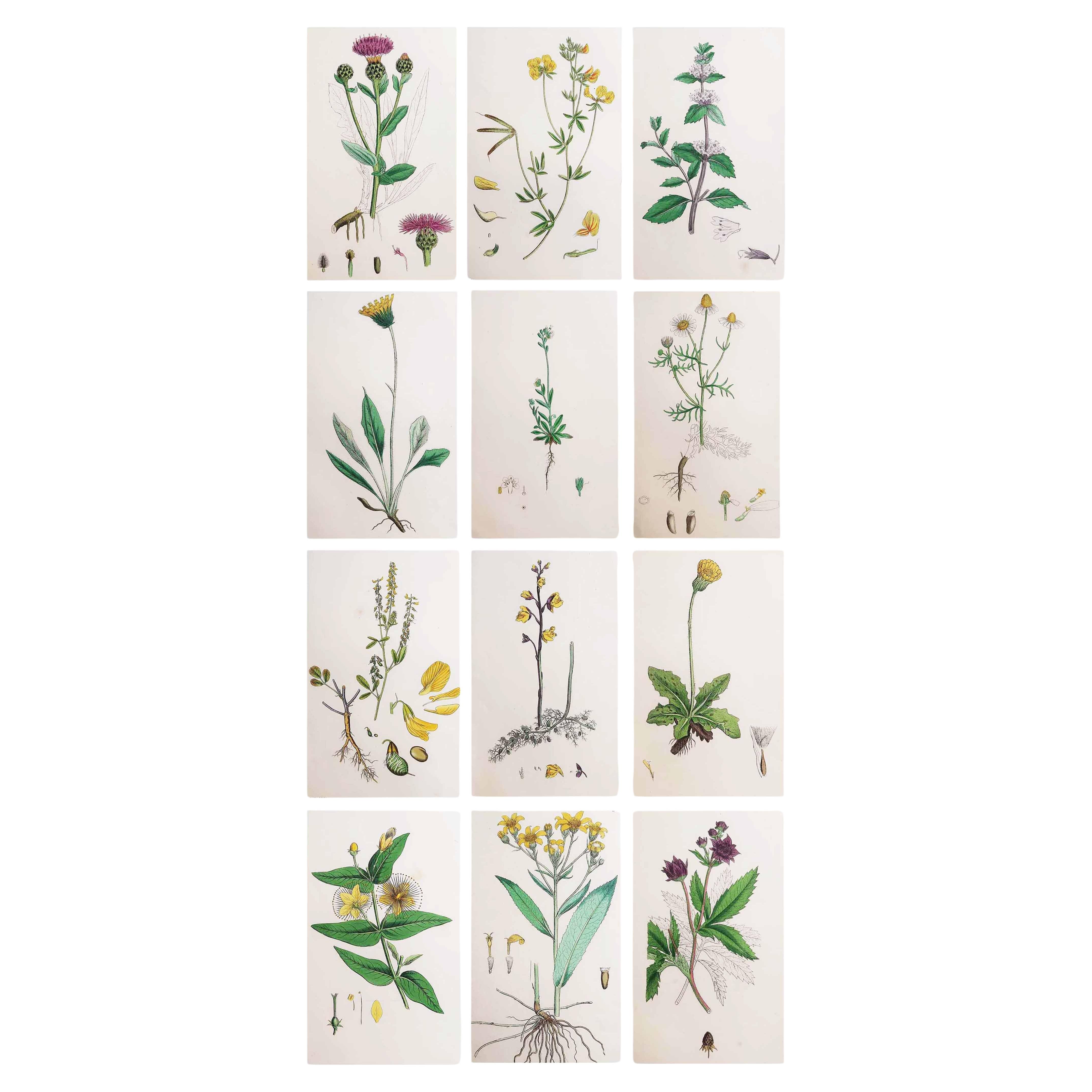 Satz von 12 Original-Botanikdrucken, um 1850