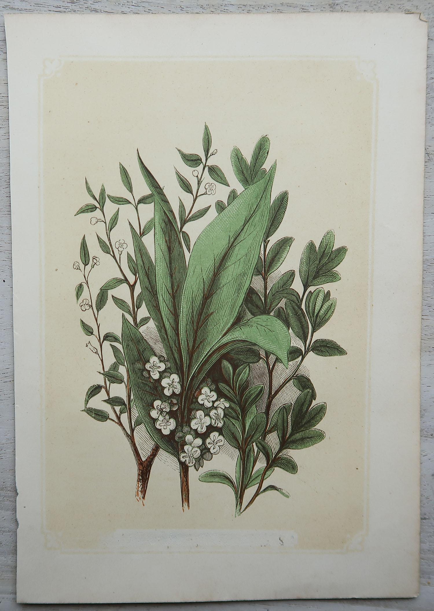 Set of 12 Original Antique Botanical Prints 'Herbs & Spices', circa 1850 2