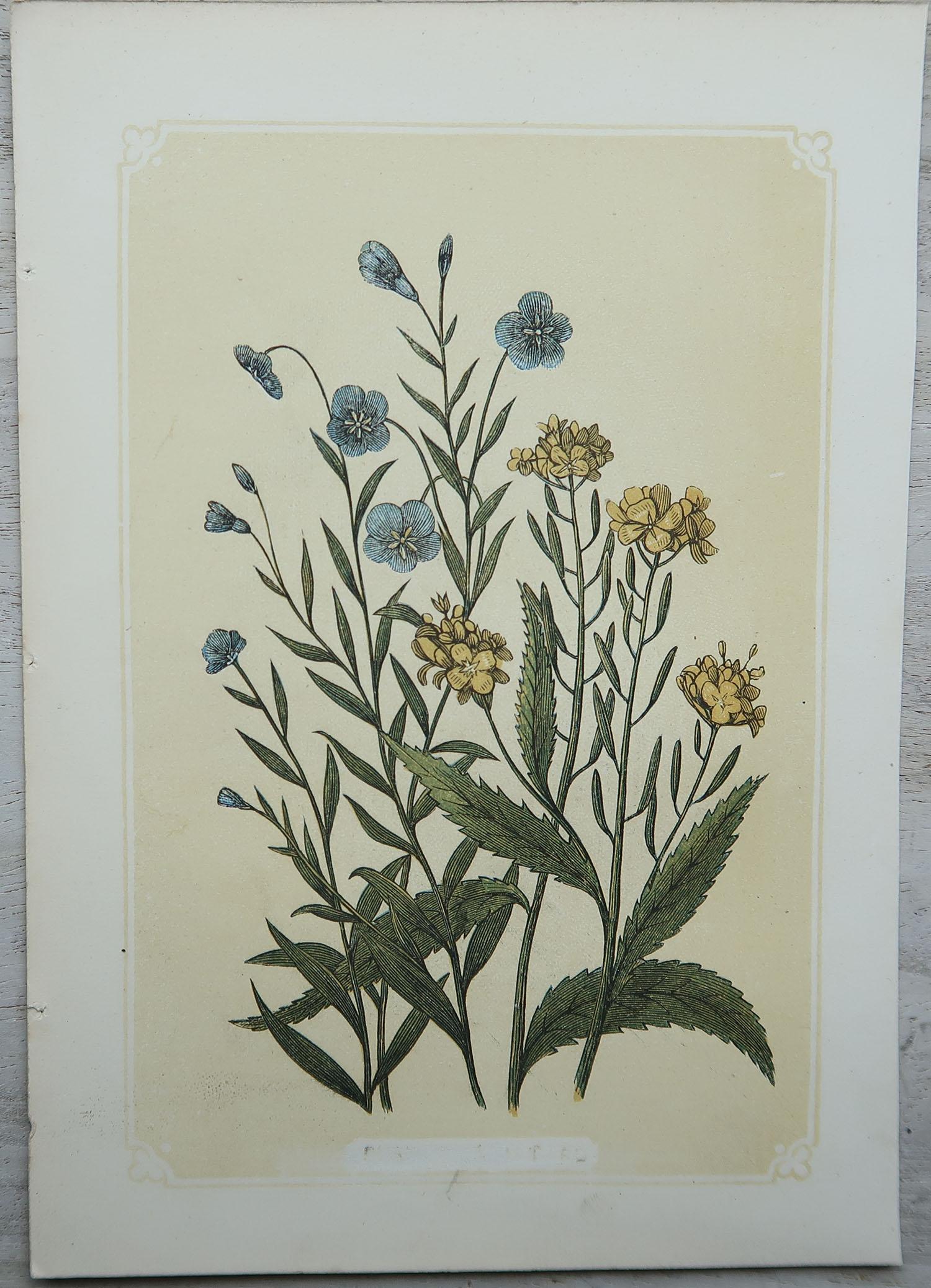 Set of 12 Original Antique Botanical Prints 'Herbs & Spices', circa 1850 3