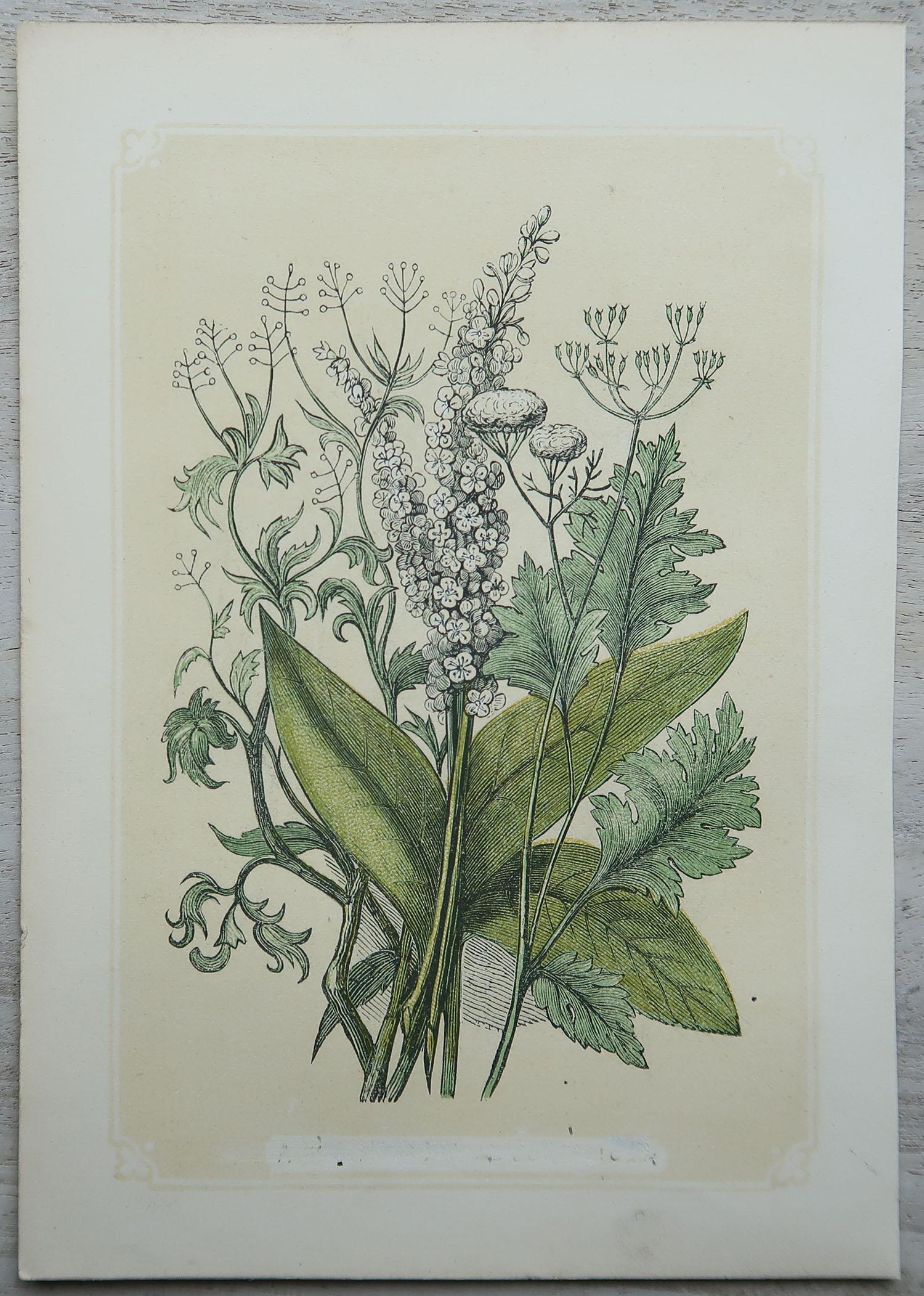 Set of 12 Original Antique Botanical Prints 'Herbs & Spices', circa 1850 4
