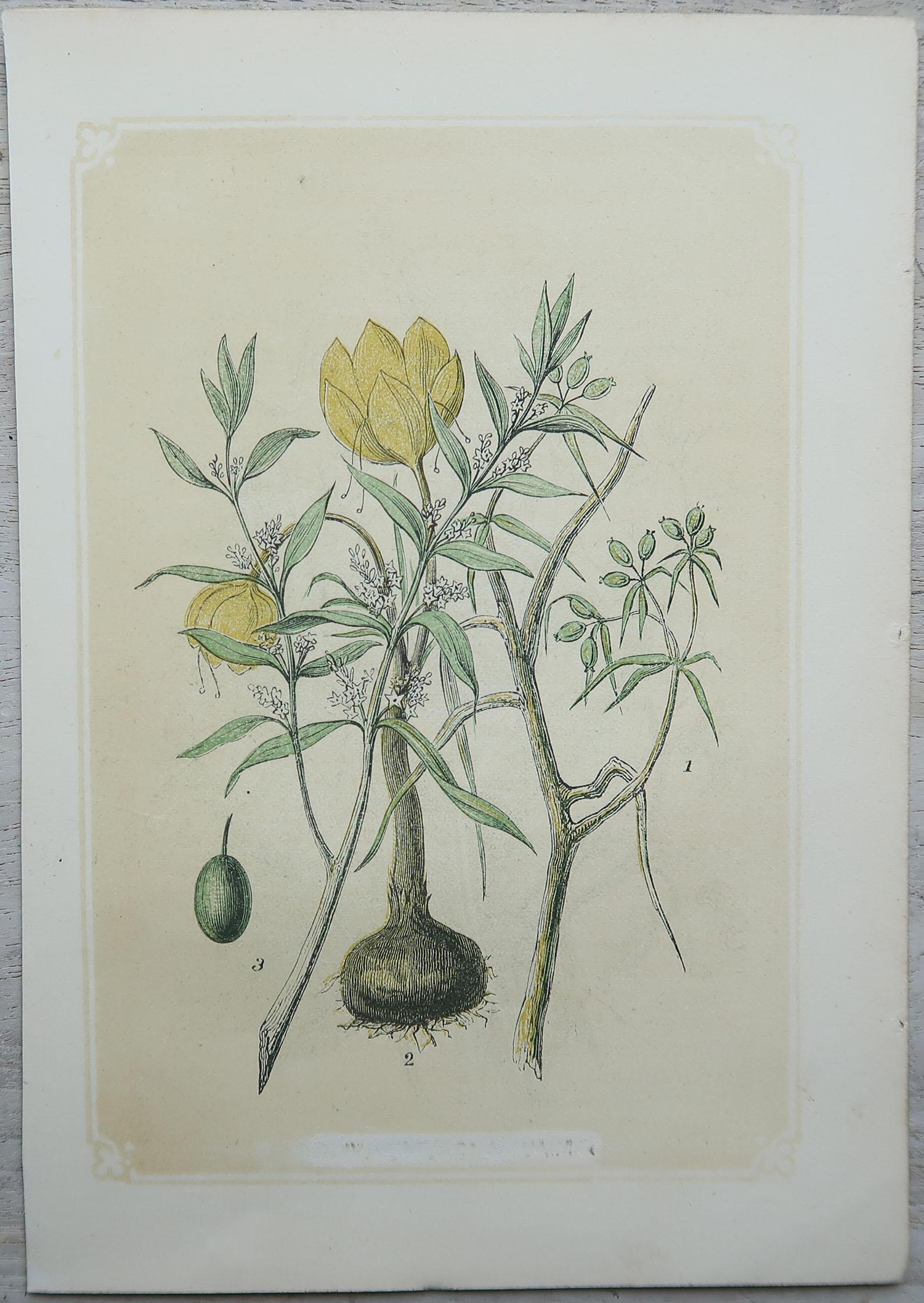 Set of 12 Original Antique Botanical Prints 'Herbs & Spices', circa 1850 5