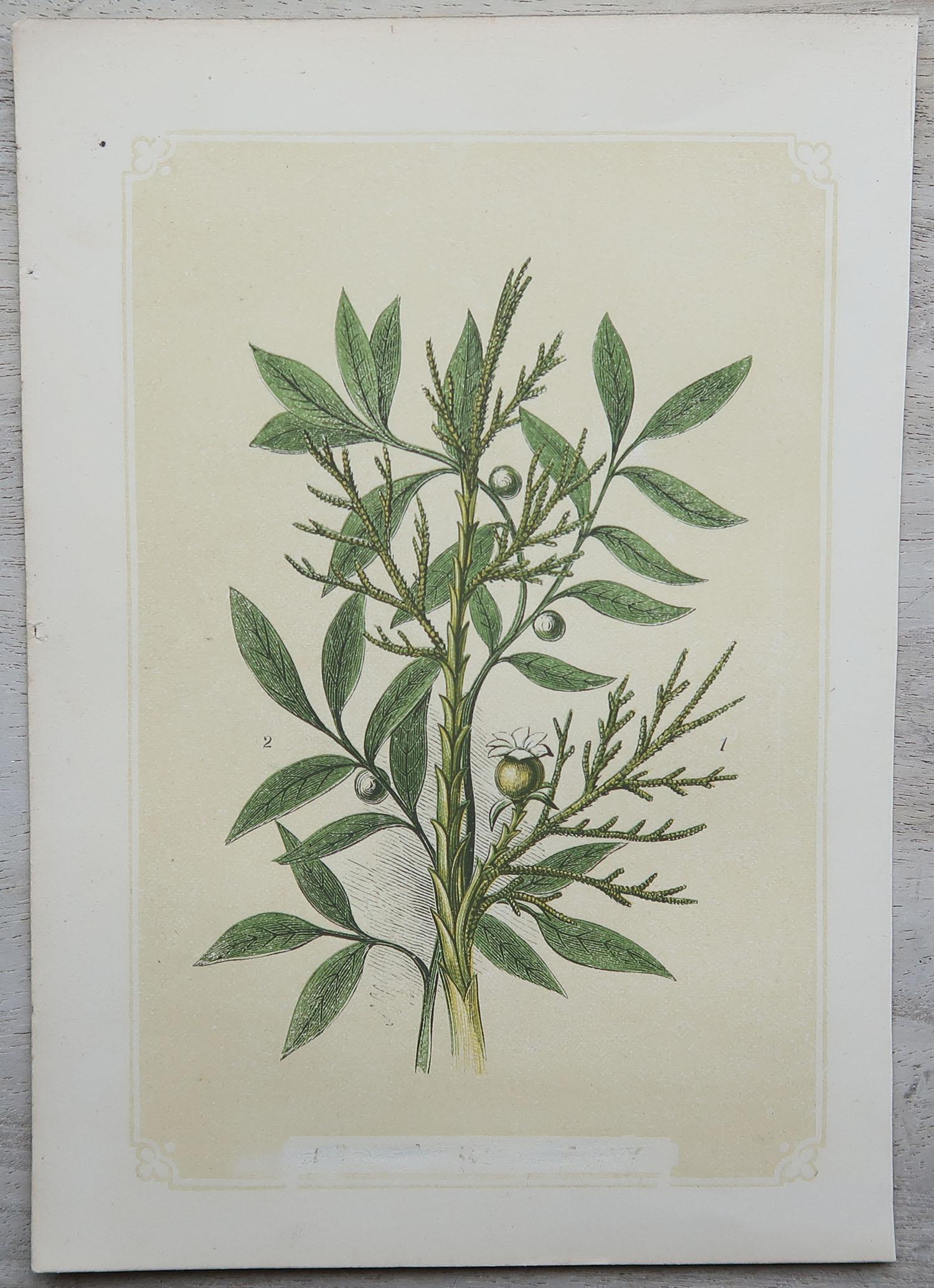 Wonderful set of 12 botanical prints, all different herbs and spices.

Including thyme, saffron, cumin, coriander, mustard, bay, cinnamon, mint, lentils, acacia, aloe, pistachio and juniper etc

Lithographs with original colour

Published by