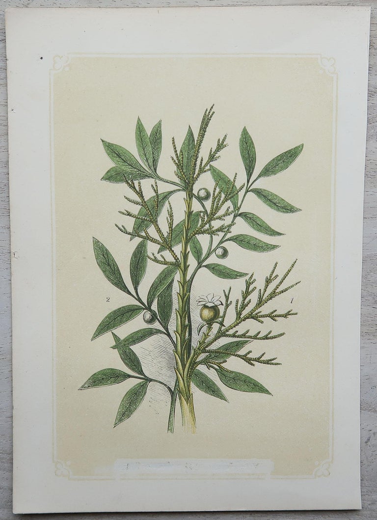 Set of 12 Original Antique Botanical Prints 'Herbs and Spices', circa ...