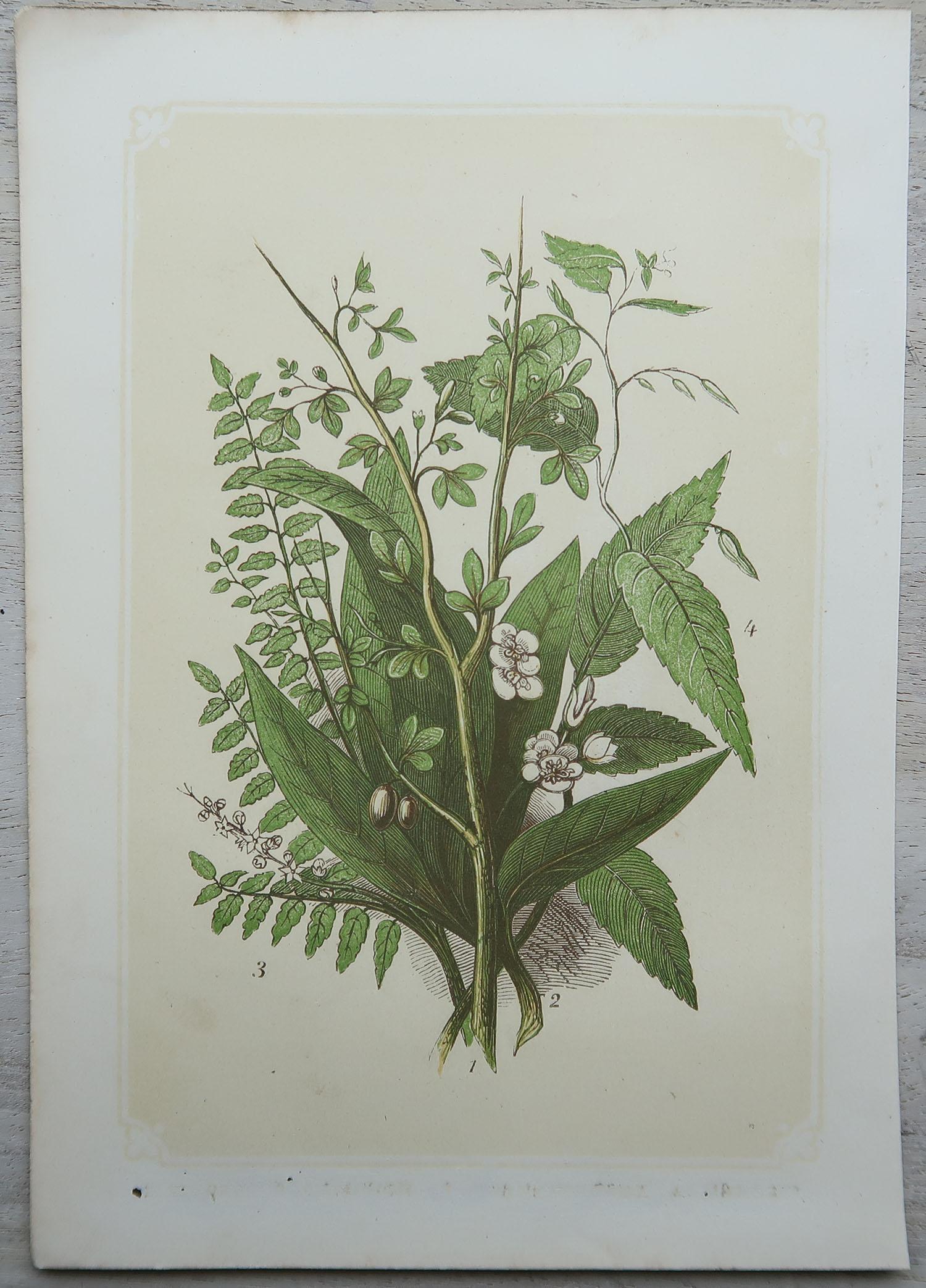 Early Victorian Set of 12 Original Antique Botanical Prints 'Herbs & Spices', circa 1850