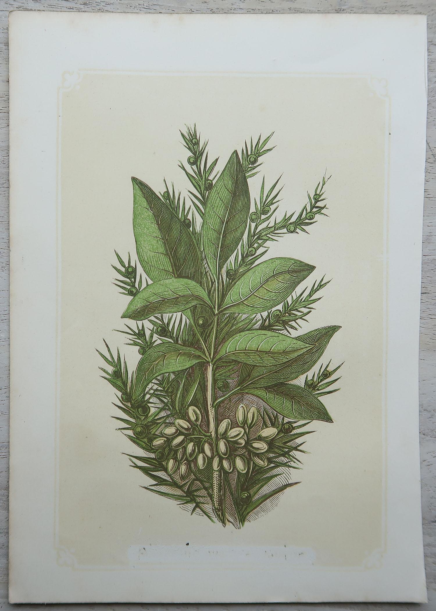 English Set of 12 Original Antique Botanical Prints 'Herbs & Spices', circa 1850