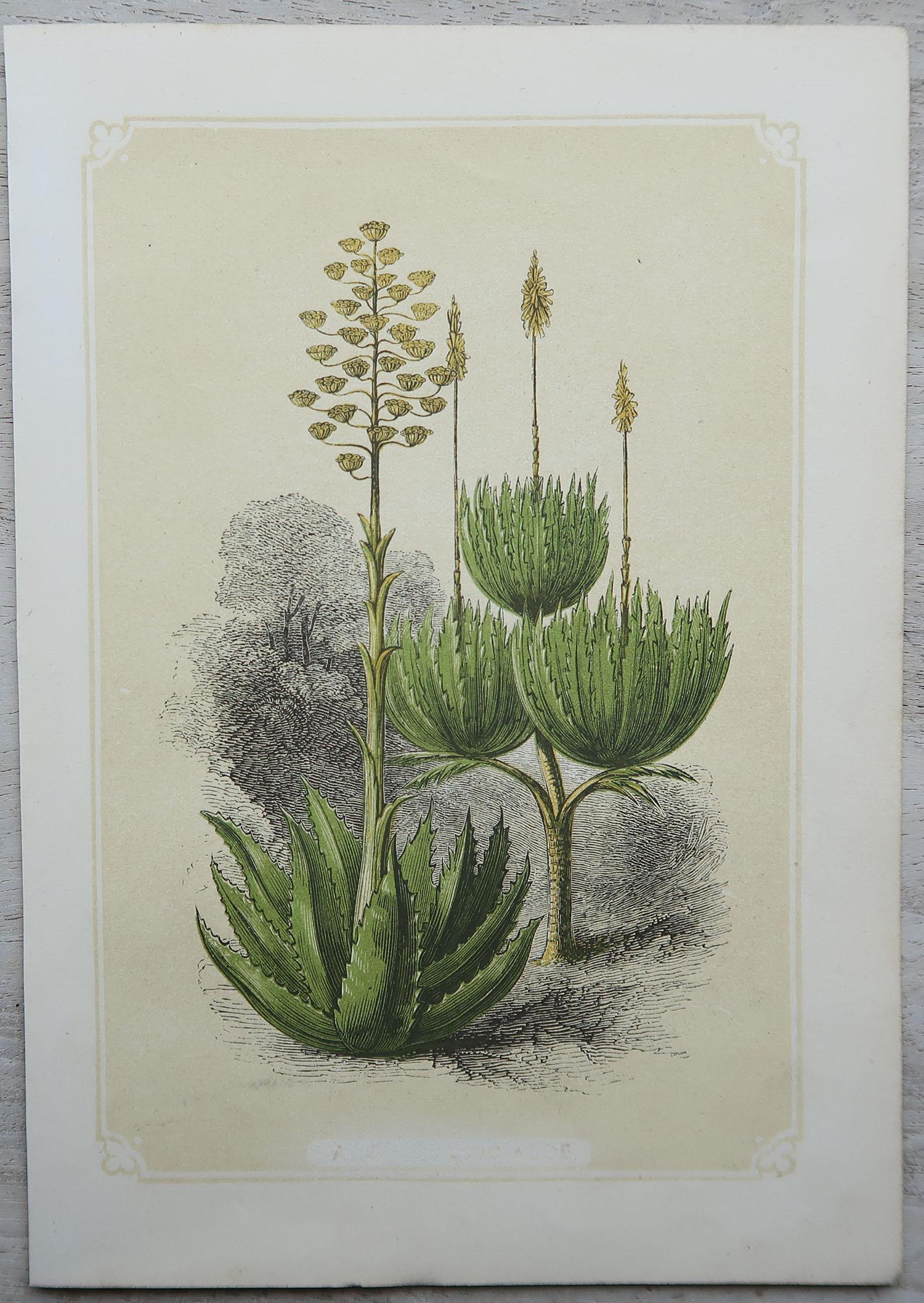 Other Set of 12 Original Antique Botanical Prints 'Herbs & Spices', circa 1850
