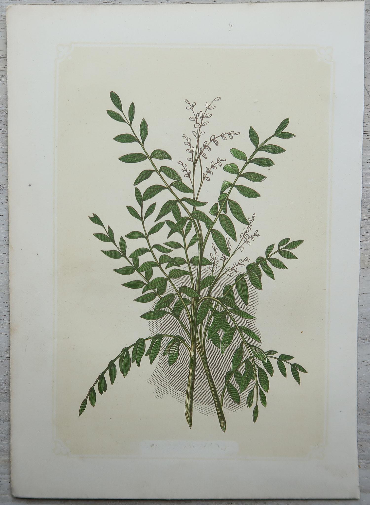 Set of 12 Original Antique Botanical Prints 'Herbs & Spices', circa 1850 In Good Condition In St Annes, Lancashire