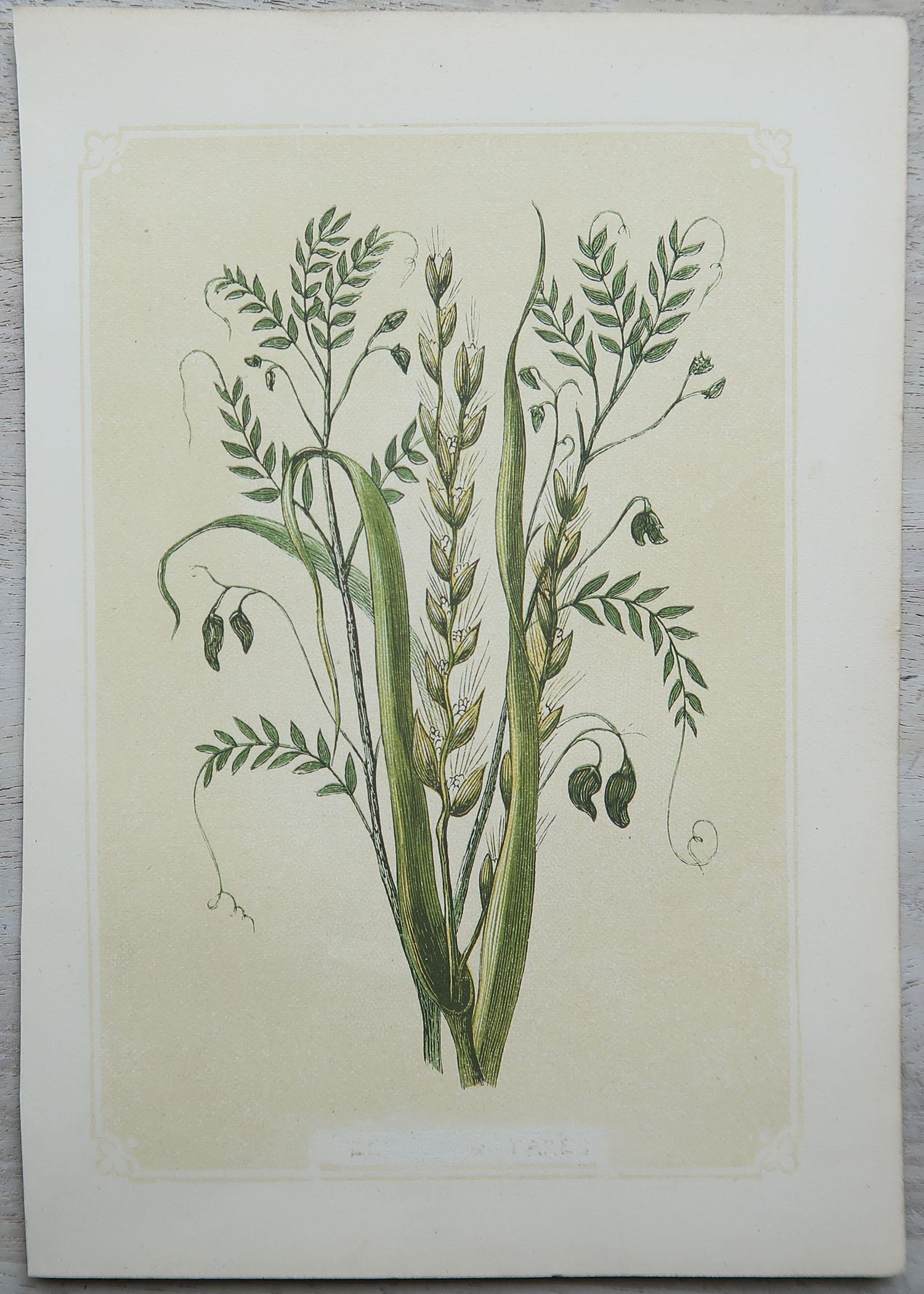 Mid-19th Century Set of 12 Original Antique Botanical Prints 'Herbs & Spices', circa 1850