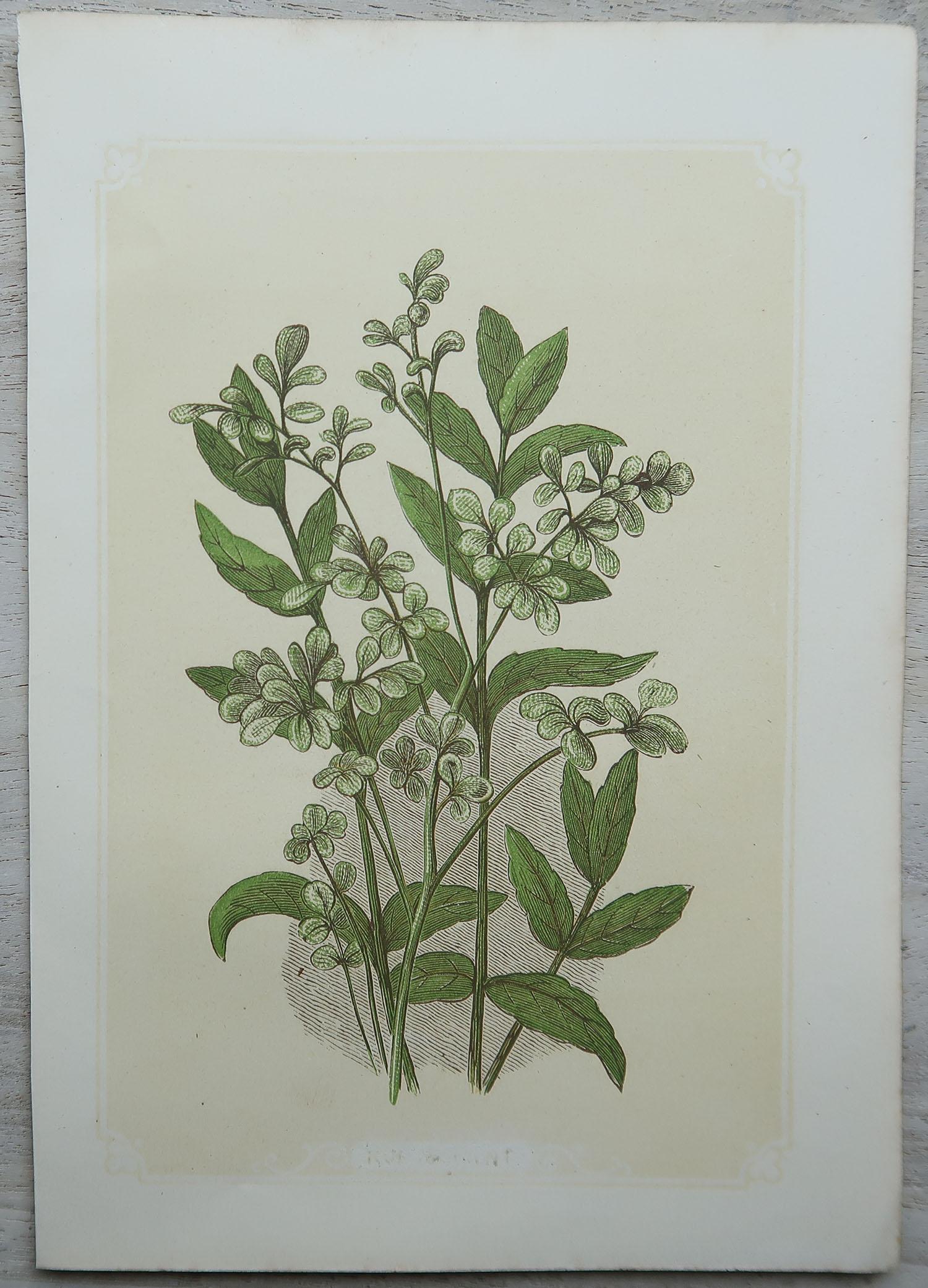 Paper Set of 12 Original Antique Botanical Prints 'Herbs & Spices', circa 1850