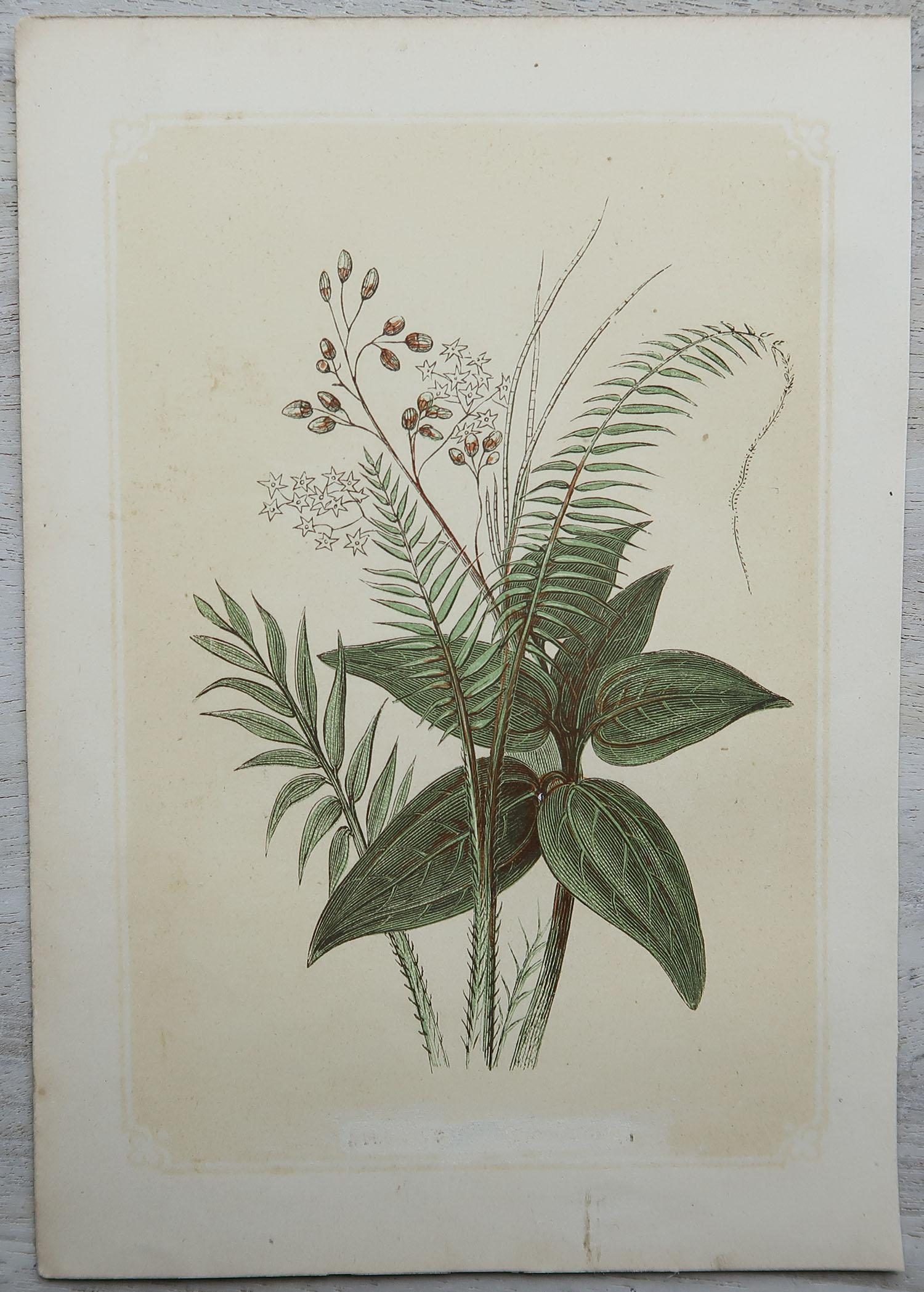 Set of 12 Original Antique Botanical Prints 'Herbs & Spices', circa 1850 1
