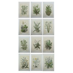 Set of 12 Original Antique Botanical Prints 'Herbs & Spices', circa 1850