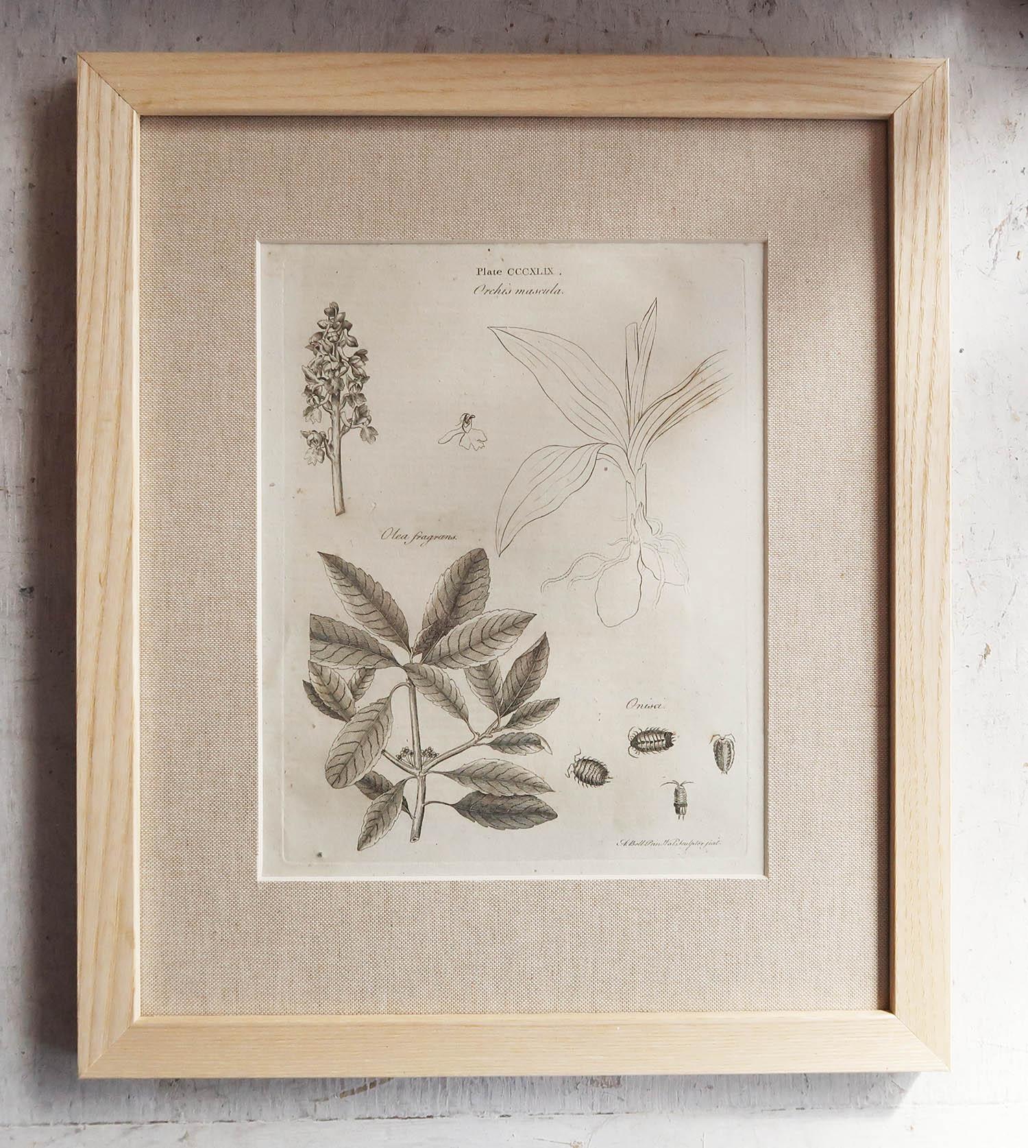 Set of 12 Original Antique Botanical Prints in Ash Frames, C.1790 3