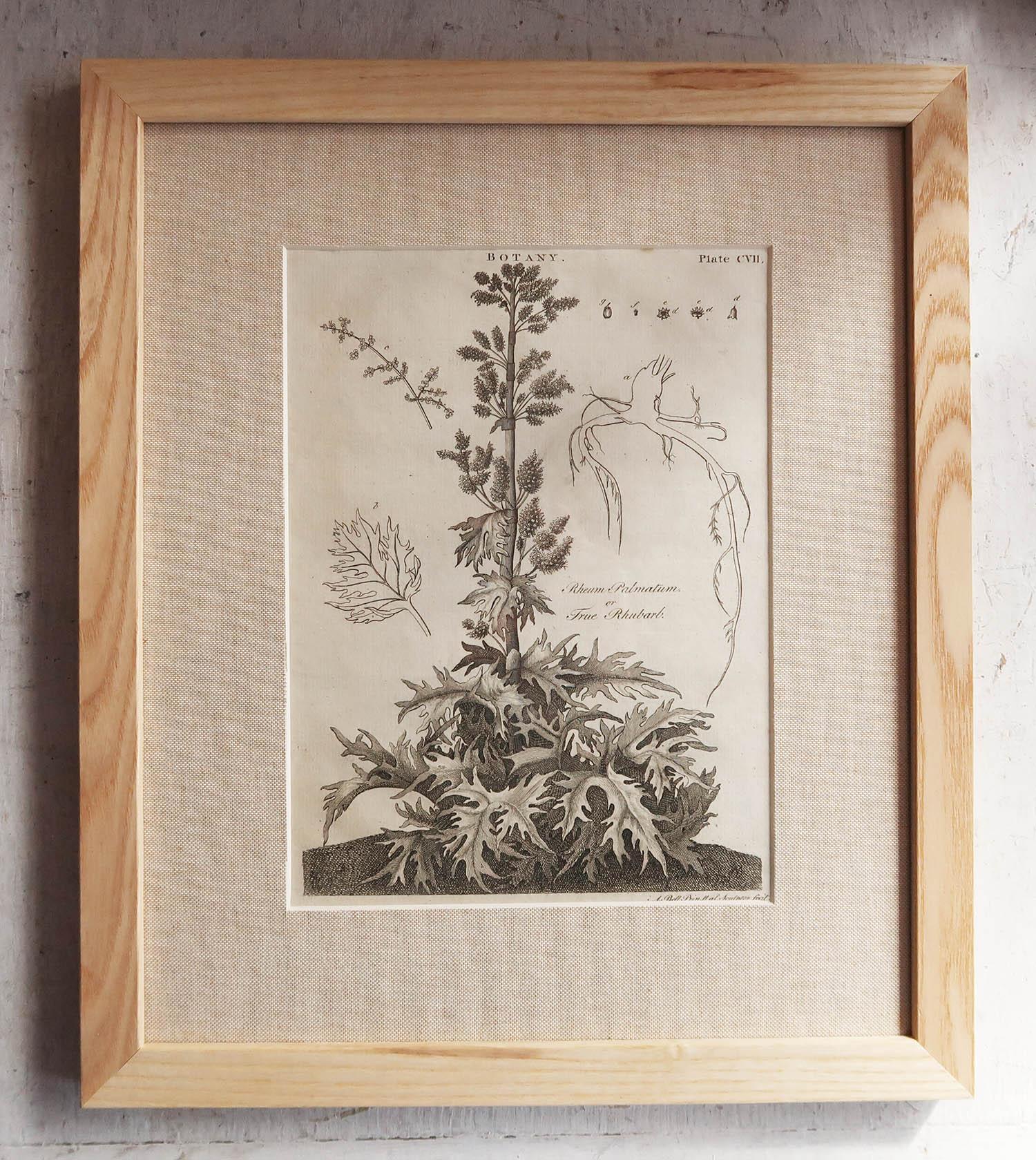 Set of 12 Original Antique Botanical Prints in Ash Frames, C.1790 4