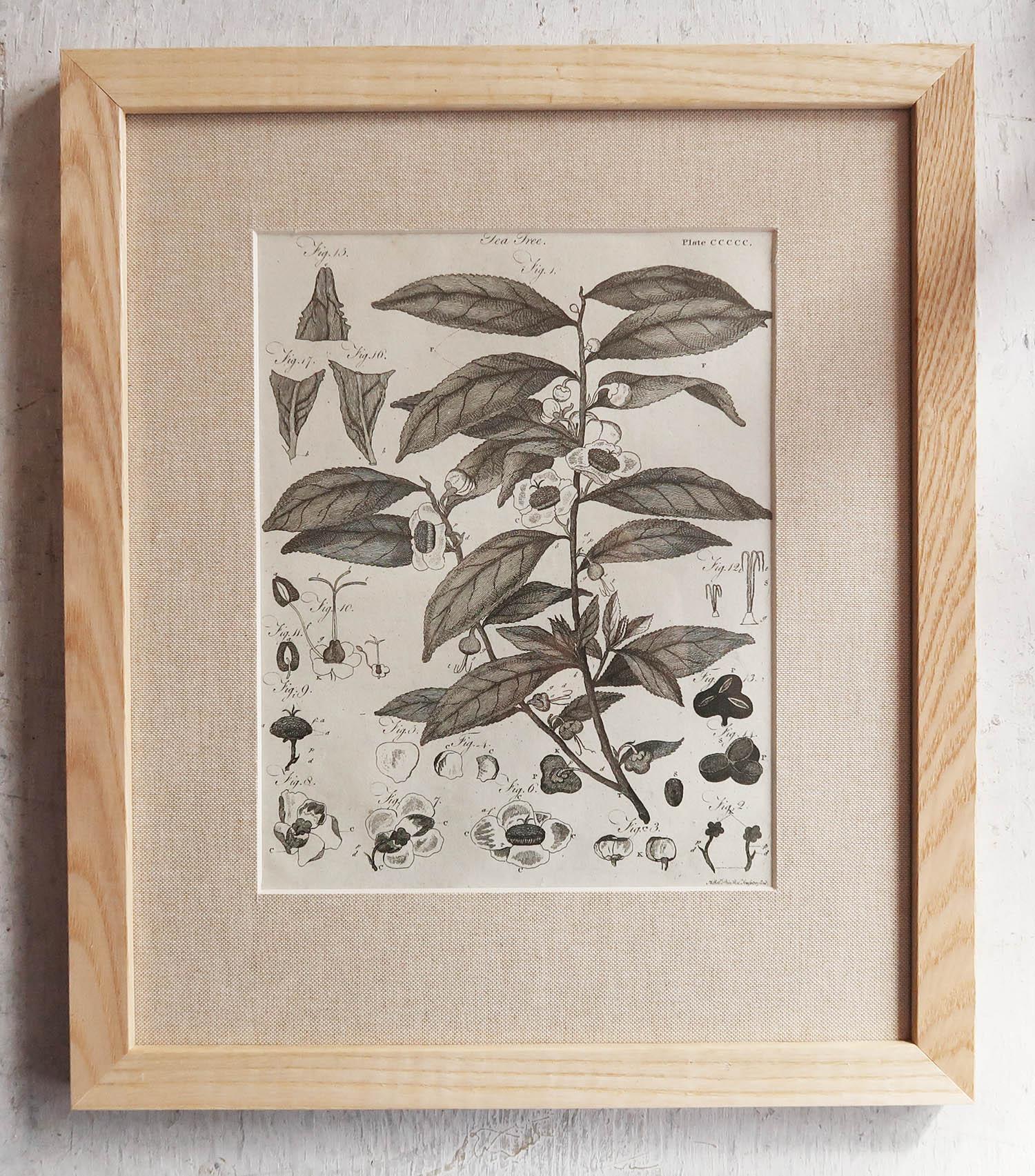 Wonderful set of 12 antique botanical prints with the occasional random bird or animal

Copper-plate engravings

Presented in our own custom made ash frames with burlap mounts or matting.

Published circa 1790.





