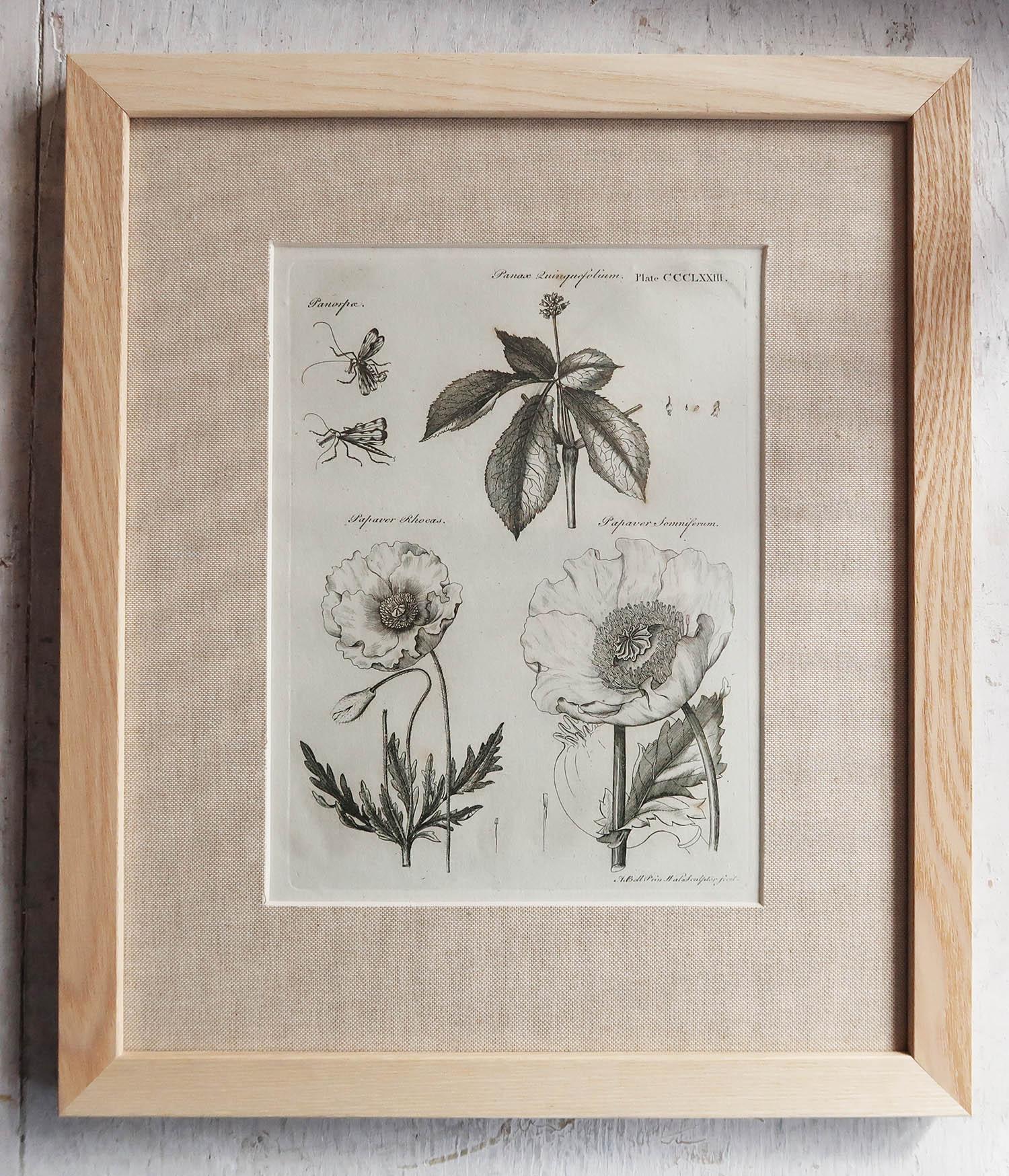English Set of 12 Original Antique Botanical Prints in Ash Frames, C.1790