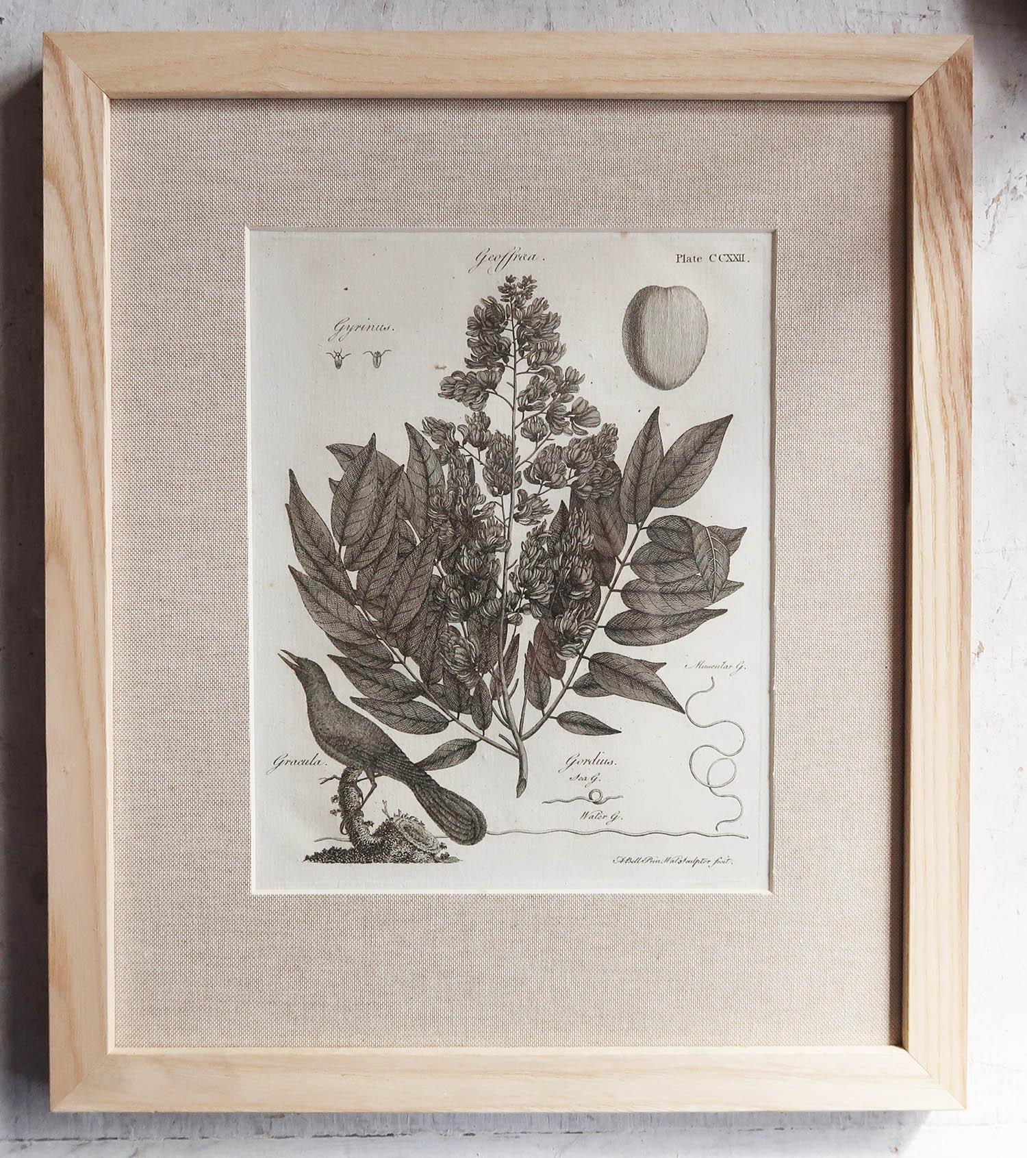 Paper Set of 12 Original Antique Botanical Prints in Ash Frames, C.1790