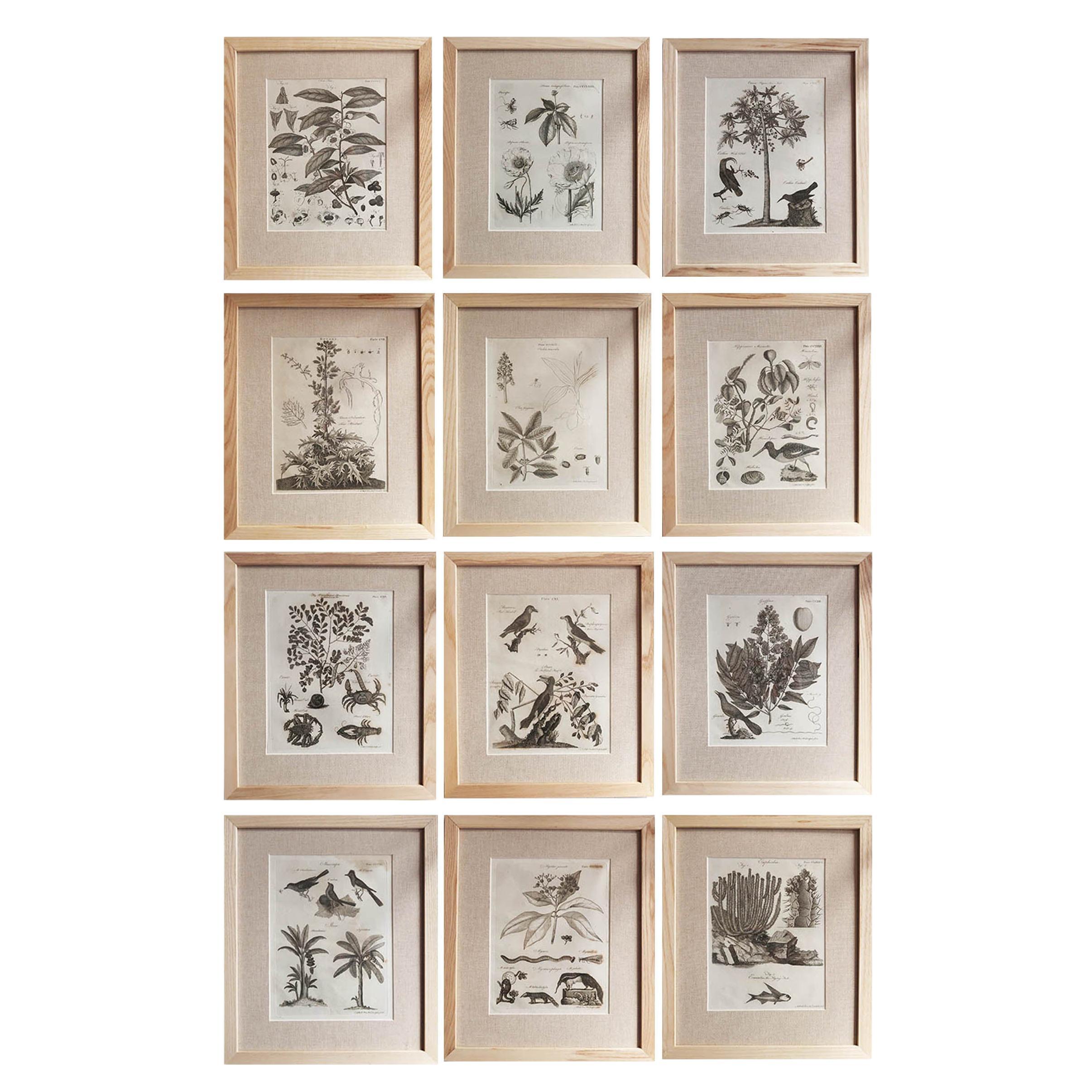 Set of 12 Original Antique Botanical Prints in Ash Frames, C.1790