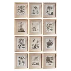Set of 12 Original Antique Botanical Prints in Ash Frames, C.1790