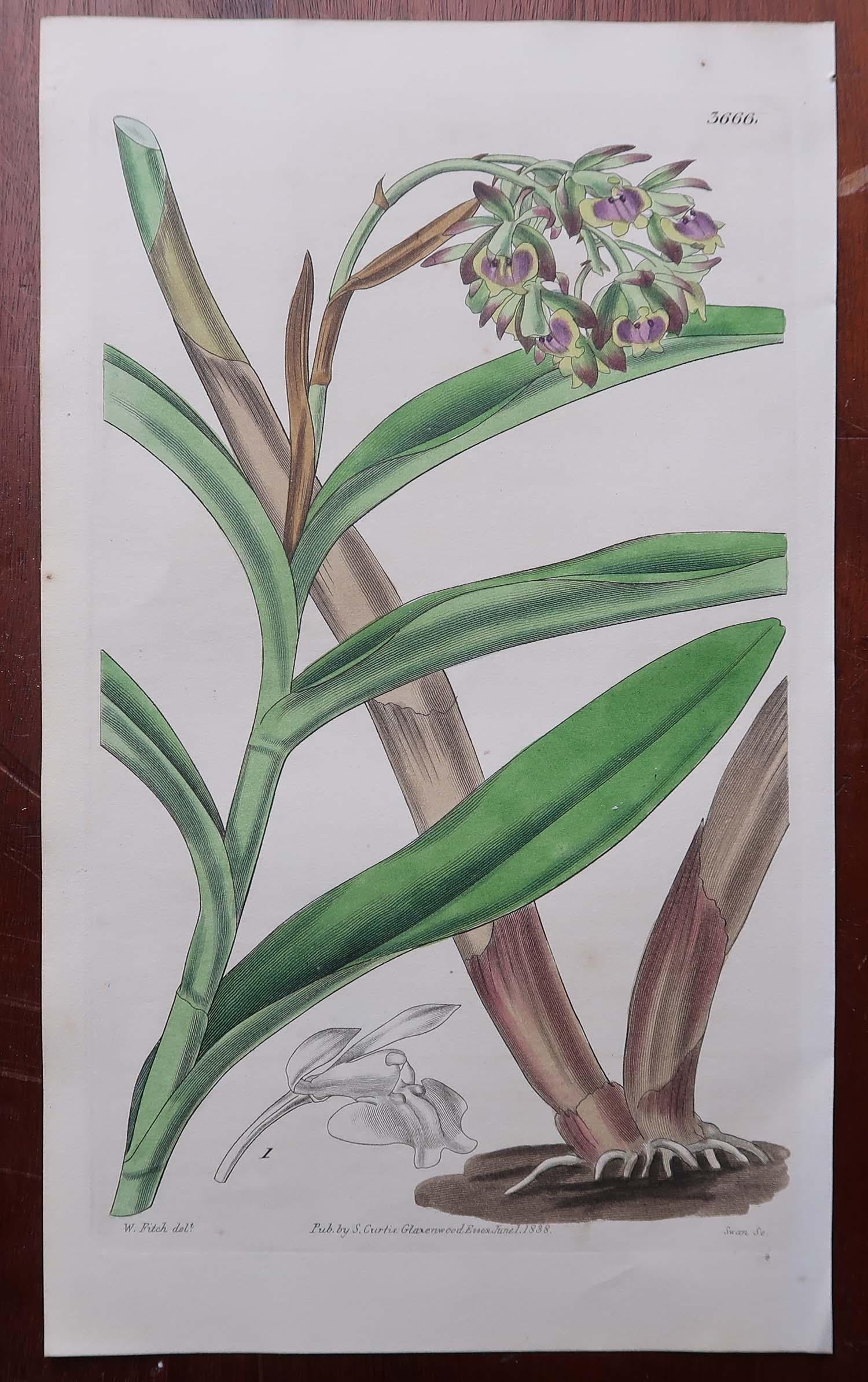 Set of 12 Original Antique Botanical Prints- Orchids. Curtis. Dated 1837 For Sale 2