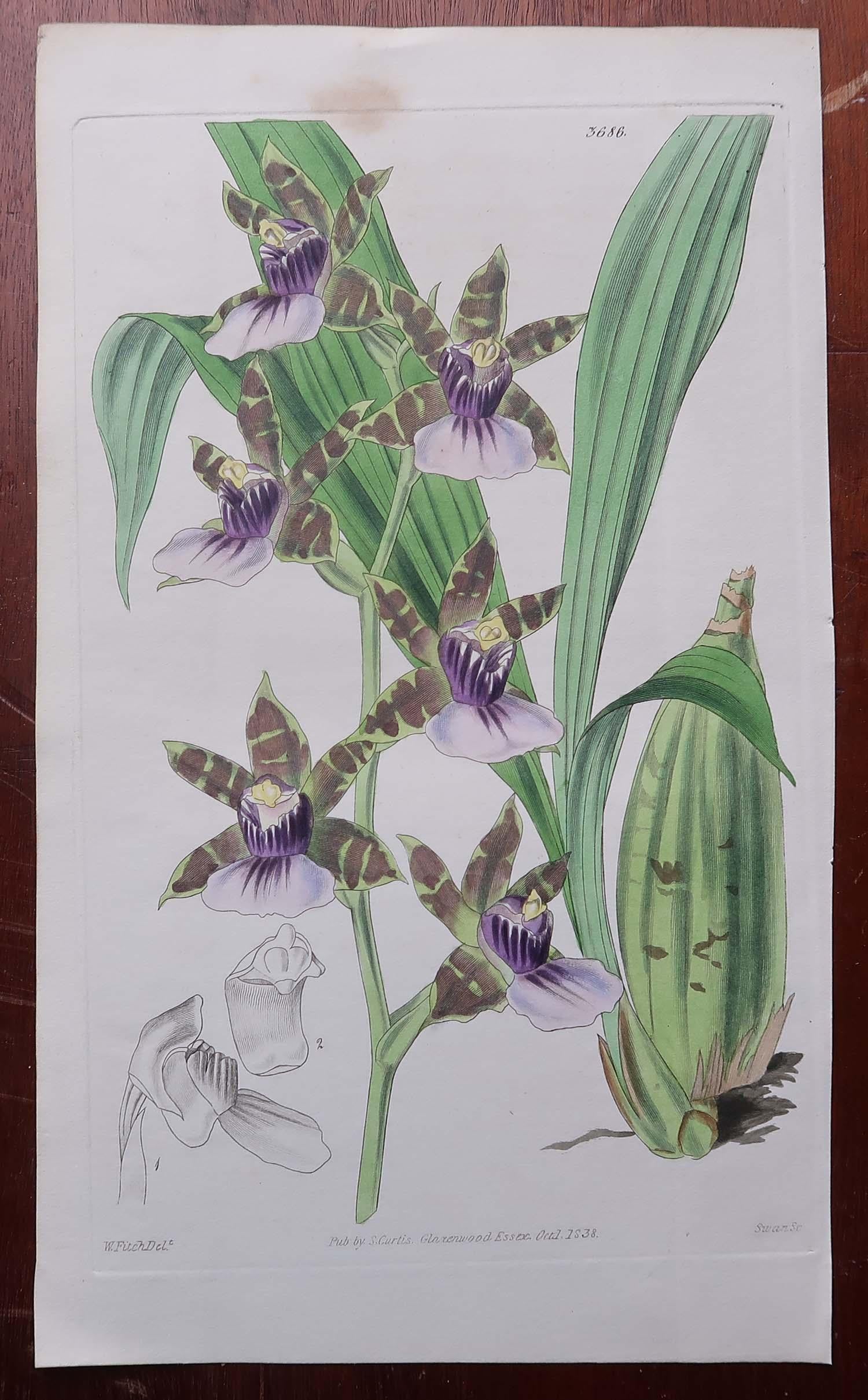 Set of 12 Original Antique Botanical Prints- Orchids. Curtis. Dated 1837 For Sale 3